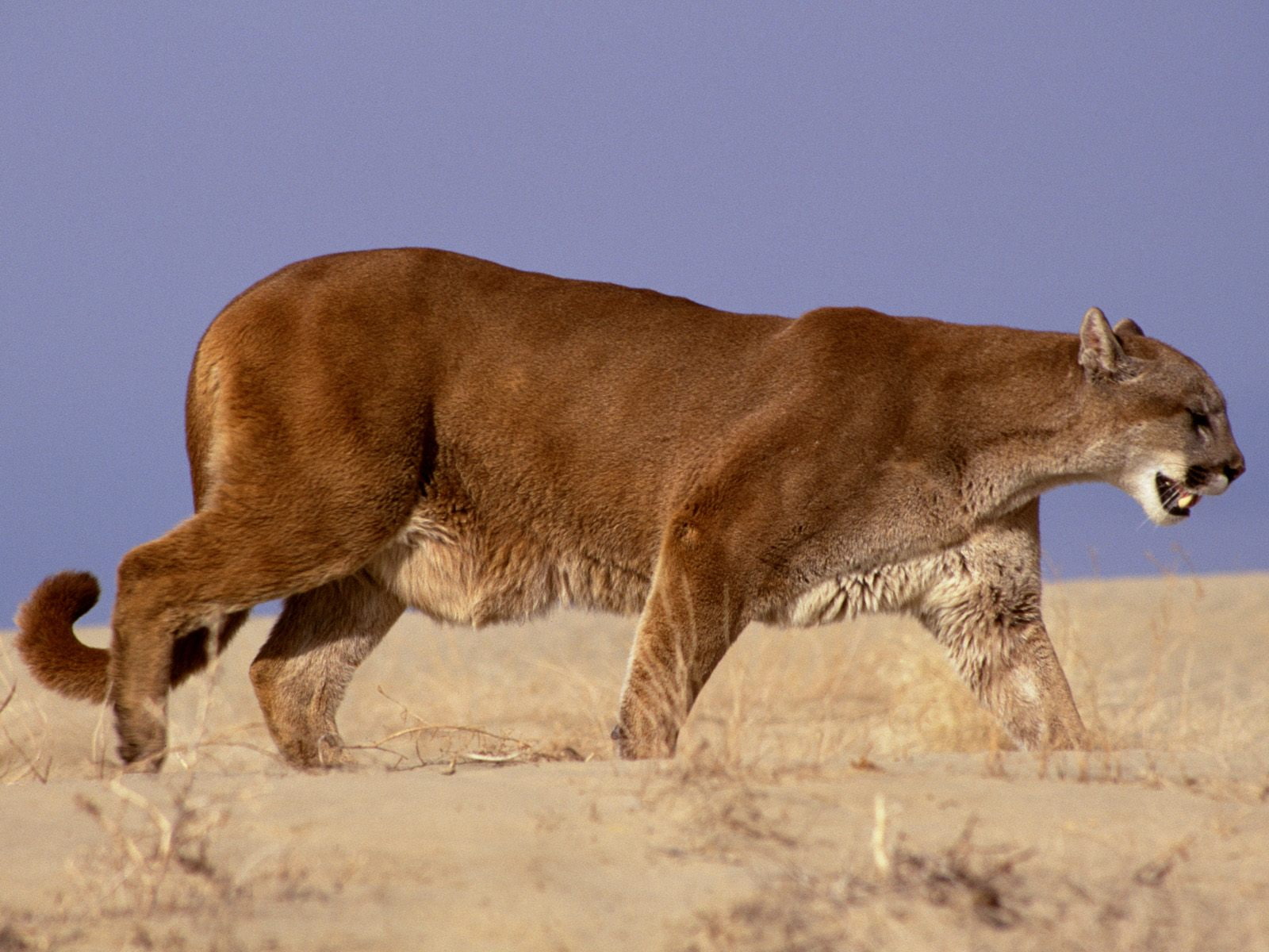 mountain lion, fur, lion, 720P, yellow, mountain, king, power, yellow fur, HD Wallpaper