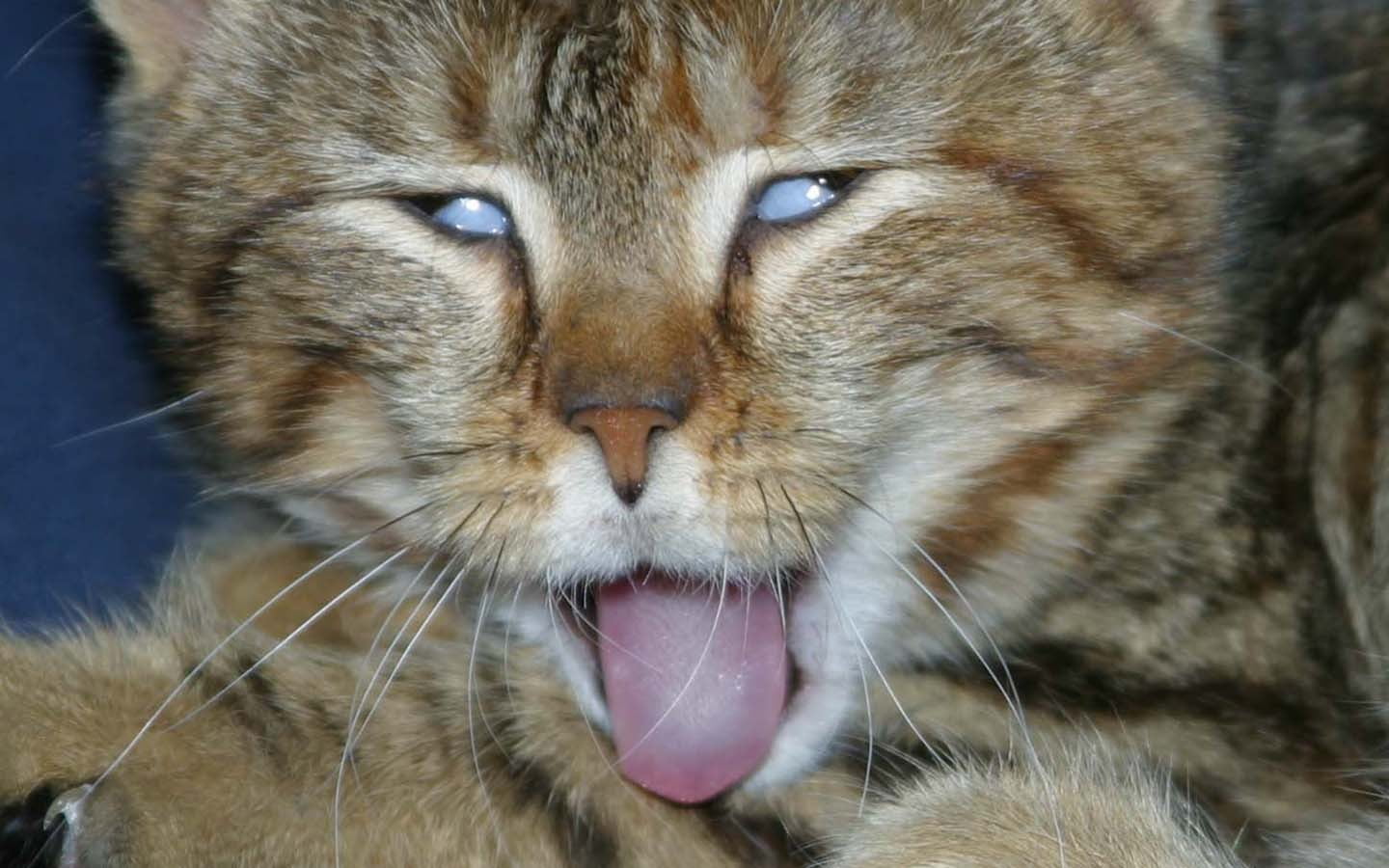 mammal, animal mouth, one animal, brown, animal body part, whisker, domestic cat, black, no people, close-up, facial expression, cat, 720P, mouth, feline, HD Wallpaper