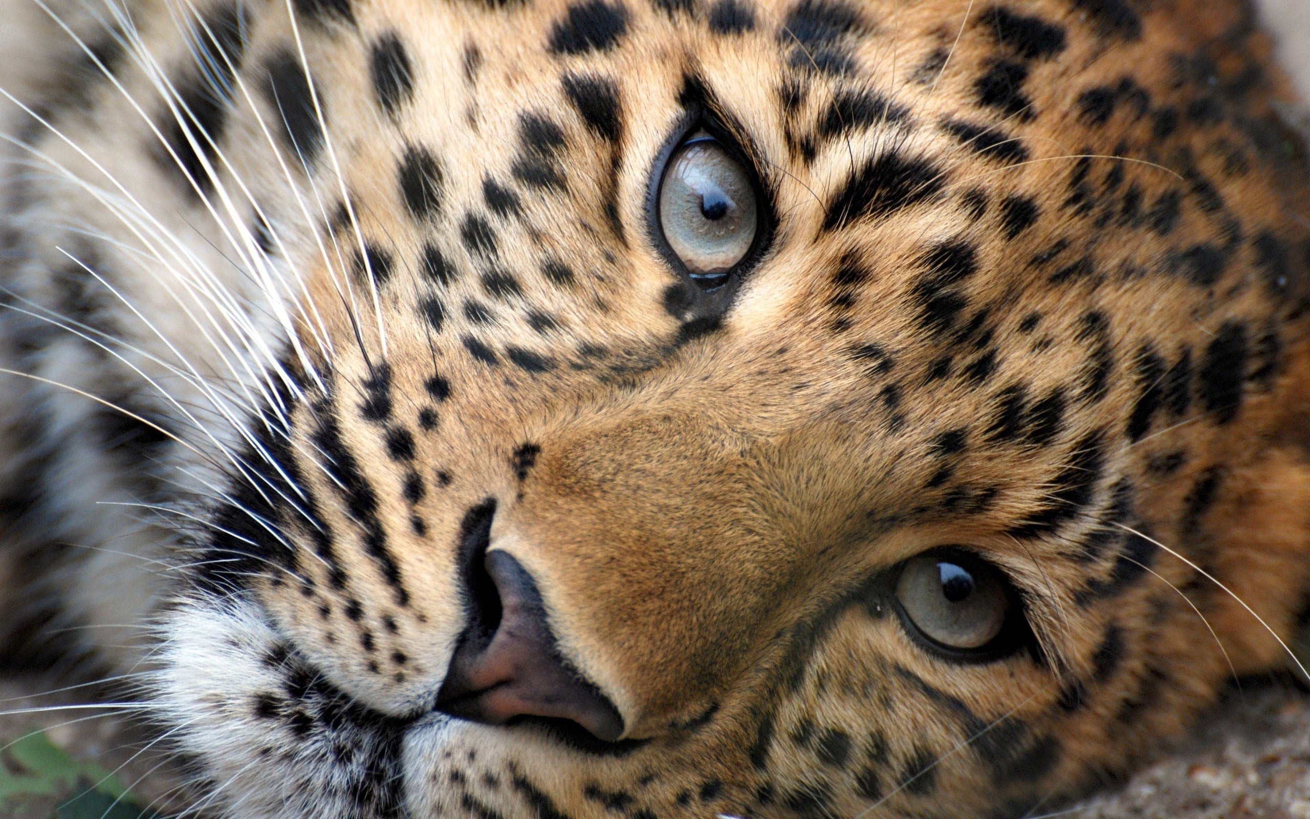 animals Hunting, safari Animals, cat, pets, carnivora, portrait, 2K, whisker, cheetah, eyes, looking at camera, camouflage, leopard, animal Head, animal wildlife, HD Wallpaper