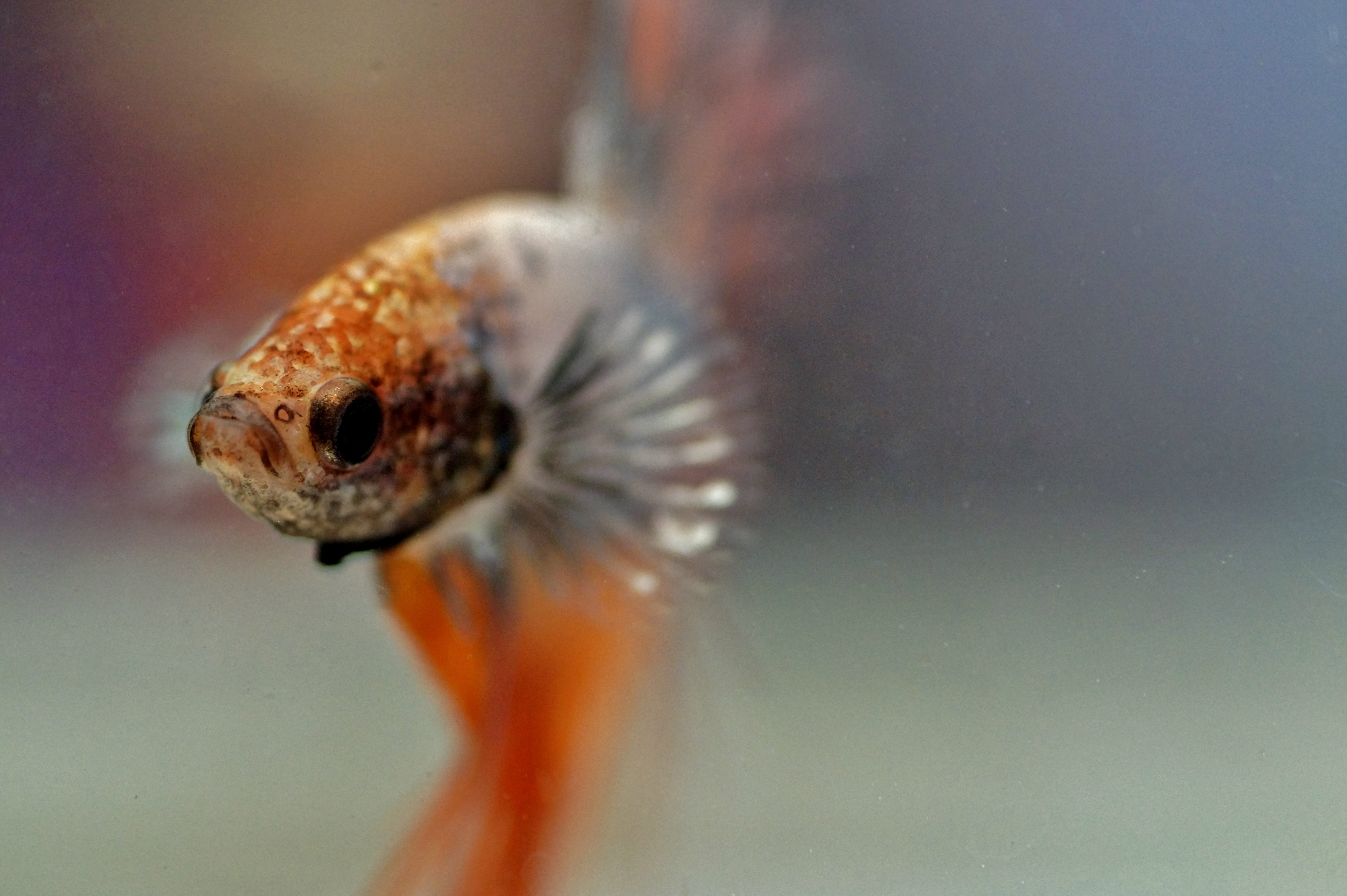 poisonous, indoors, veils, one animal, no people, animal scale, eye, sea, animal body part, mouth open, exotic, underwater, animal, marine, animal eye, HD Wallpaper