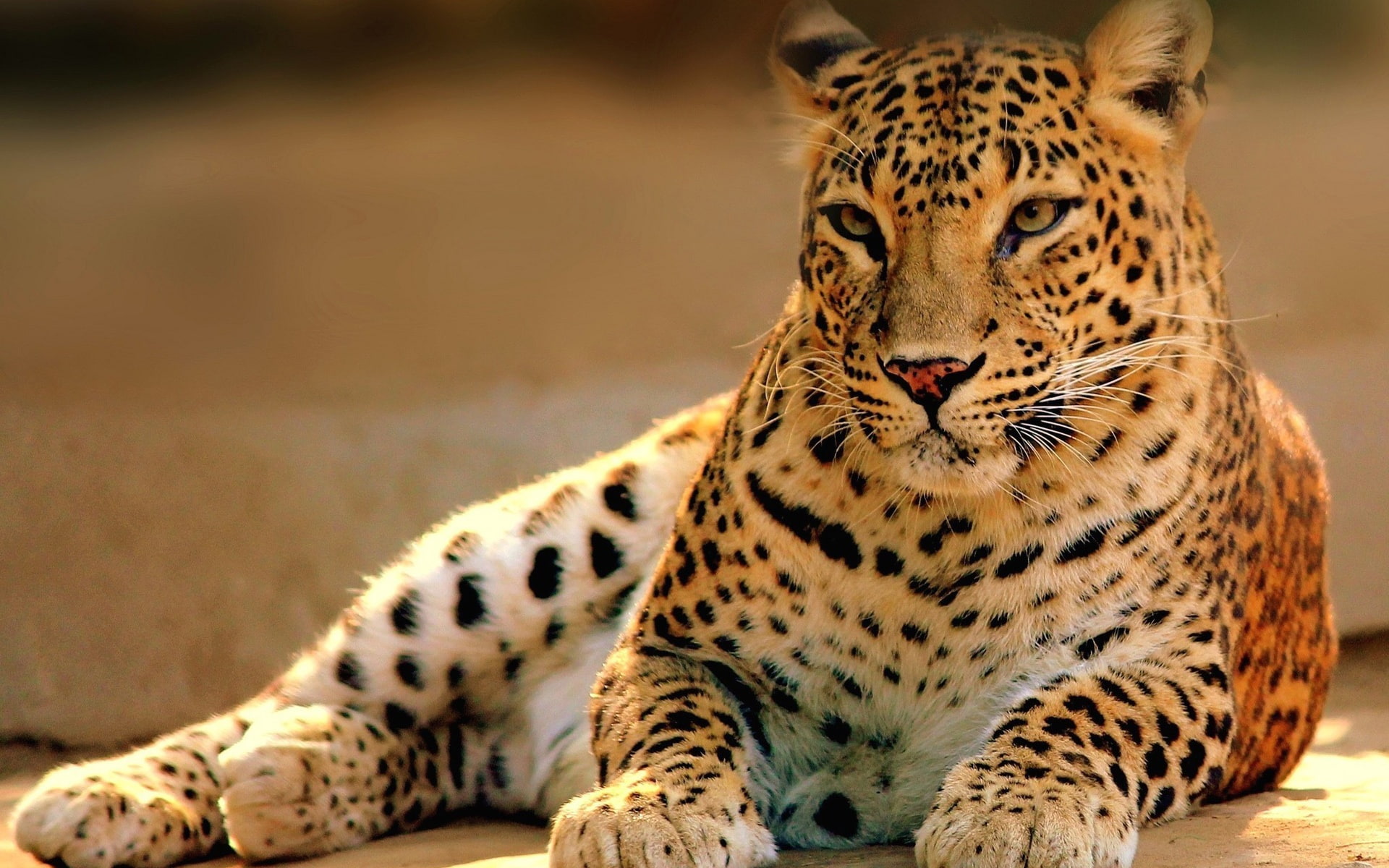 Cat, photo, Big, 1080P, Leopard, Predator, HD Wallpaper