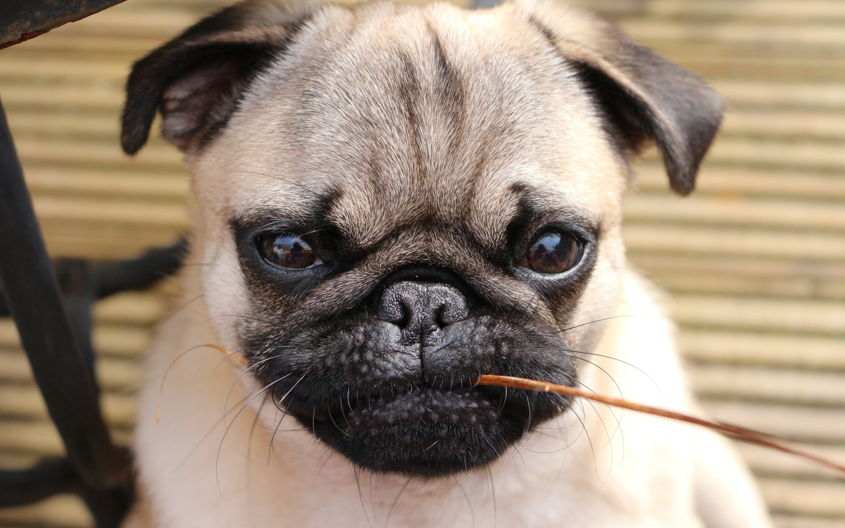 pug, Dog, fawn, 2K, mustache, HD Wallpaper