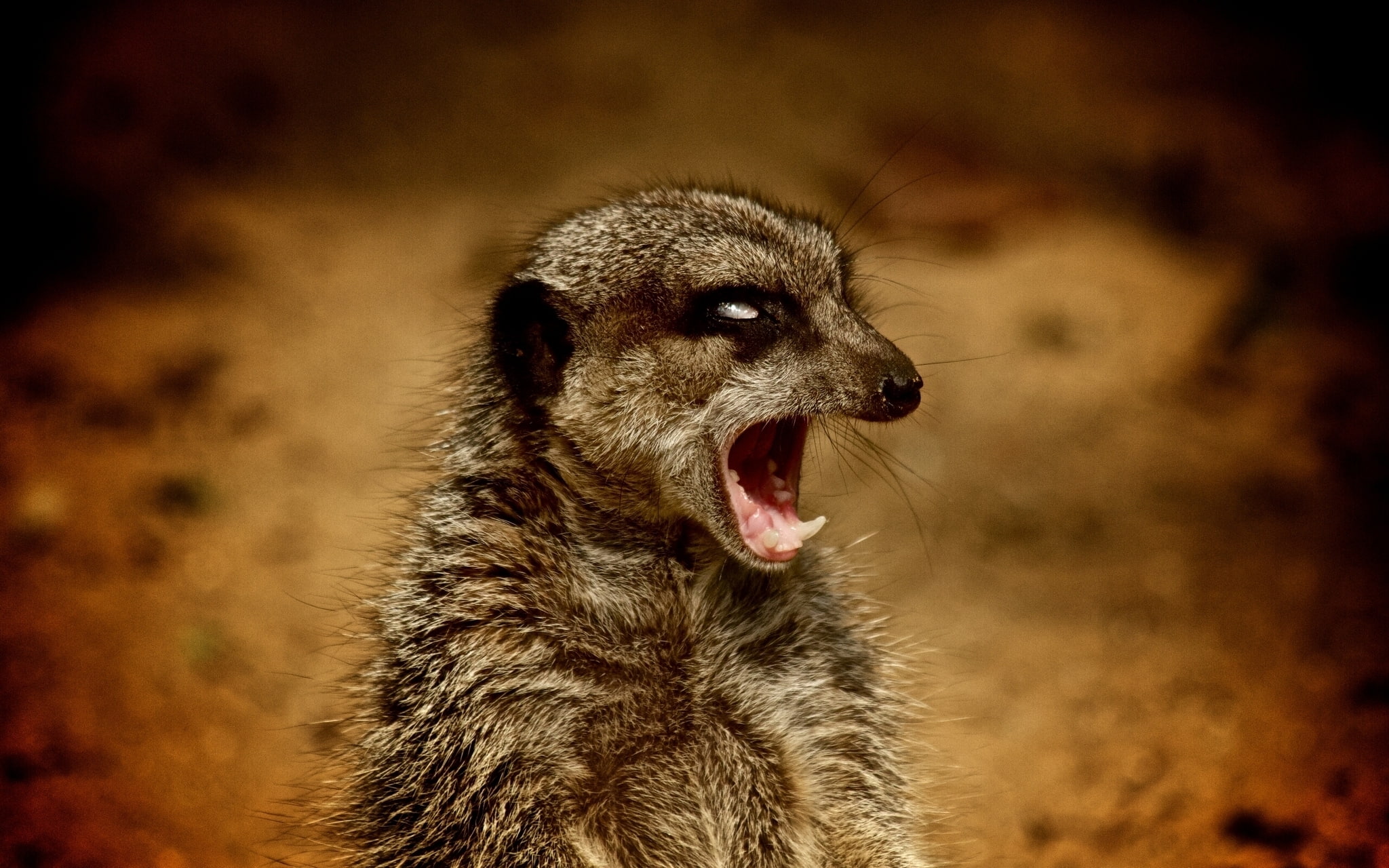 boss, 1080P, aggressive, meerkat, HD Wallpaper