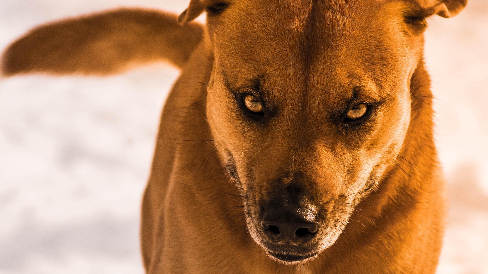 close-up, animal themes, muzzle, portrait, day, coated, mammal, no people, canine, look, animal, animal eye, sunlight, one animal, aggression, 1080P, focus on foreground, HD Wallpaper