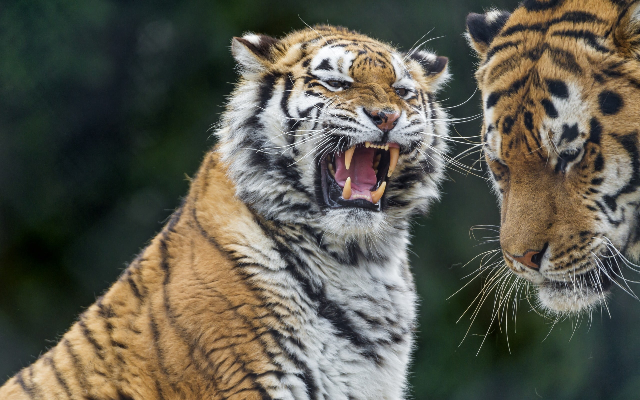 nature, close-up, animals Hunting, animal mouth, tropical Rainforest, color Image, mammal, cat, anger, staring, black, asia, mouth open, feline, day, animals In The Wild, HD Wallpaper