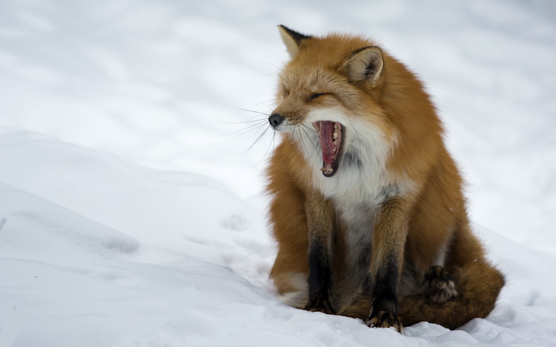 yawning, animals In The Wild, cold temperature, day, pets, 1080P, fox, no People, mouth, predator, winter, red, vertebrate, mammal, brown, nature, fur, HD Wallpaper
