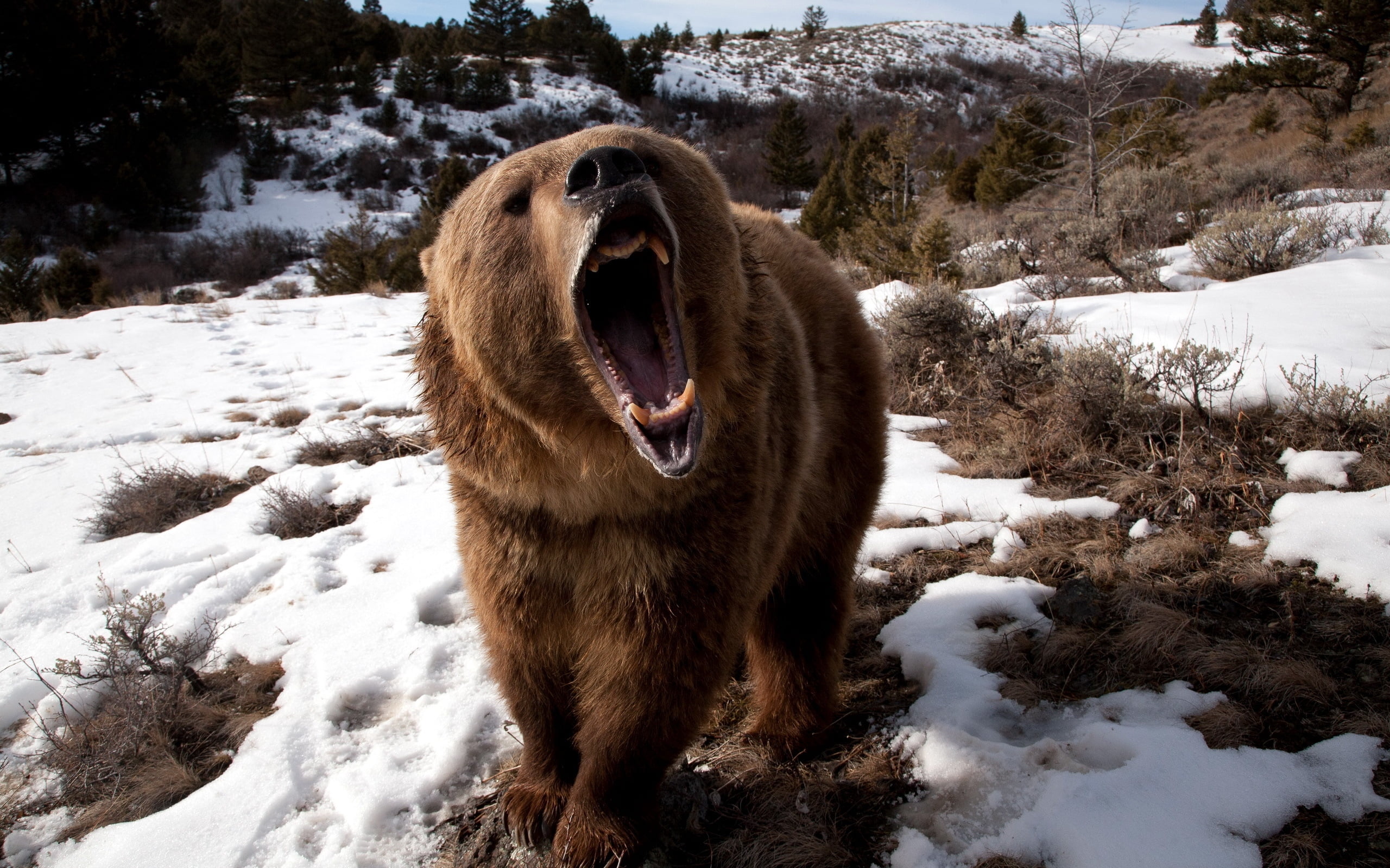 wildlife, winter, beauty in nature, mammal, vertebrate, grin, day, 2K, grizzly, animal themes, nature, tree, one animal, large, pets, animal wildlife, HD Wallpaper