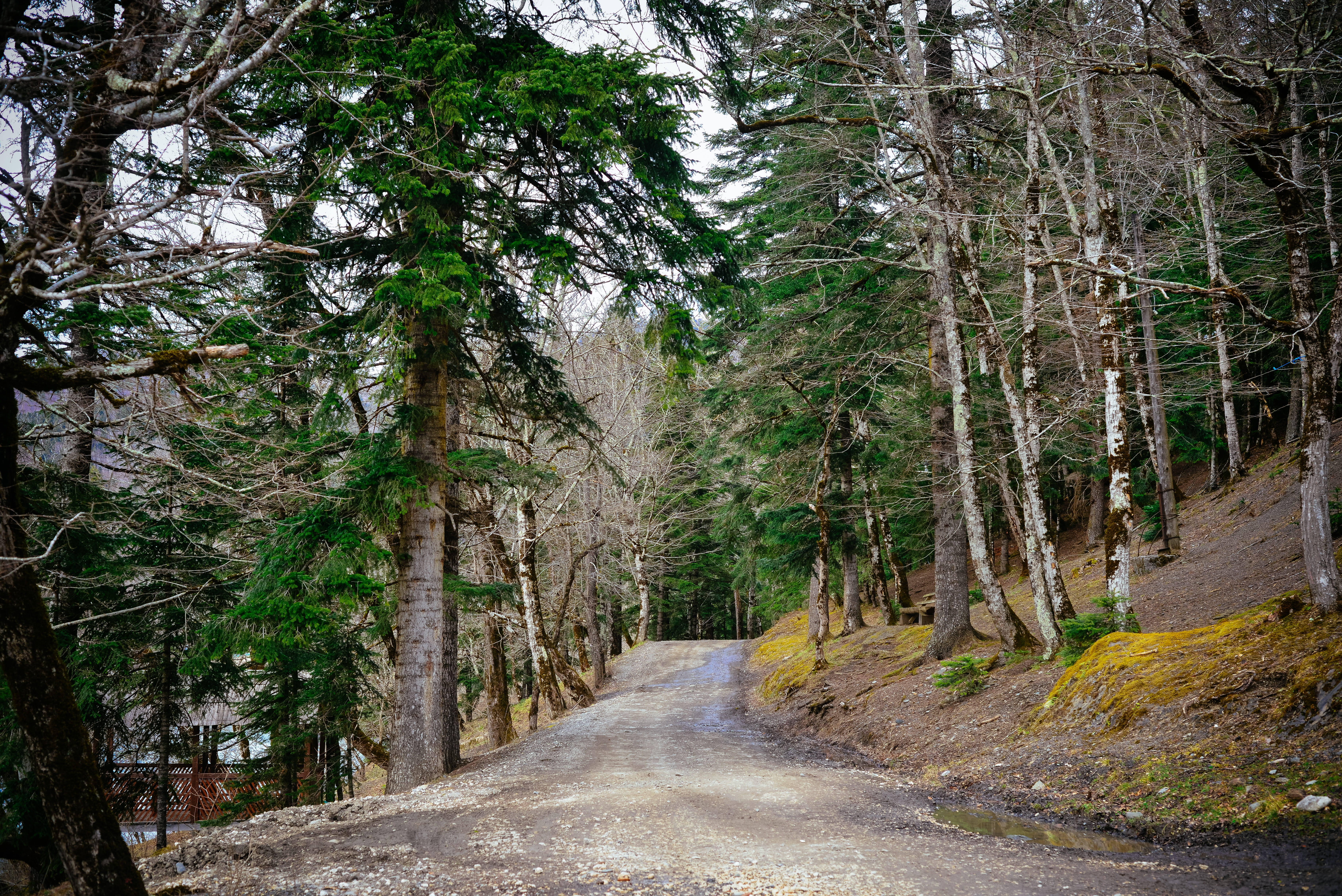 long, tranquility, plant, autumn, road, trunk, transportation, needles, footpath, growth, 5K, fog, scenics - nature, outdoors, efi, mountains, tree, forests, HD Wallpaper