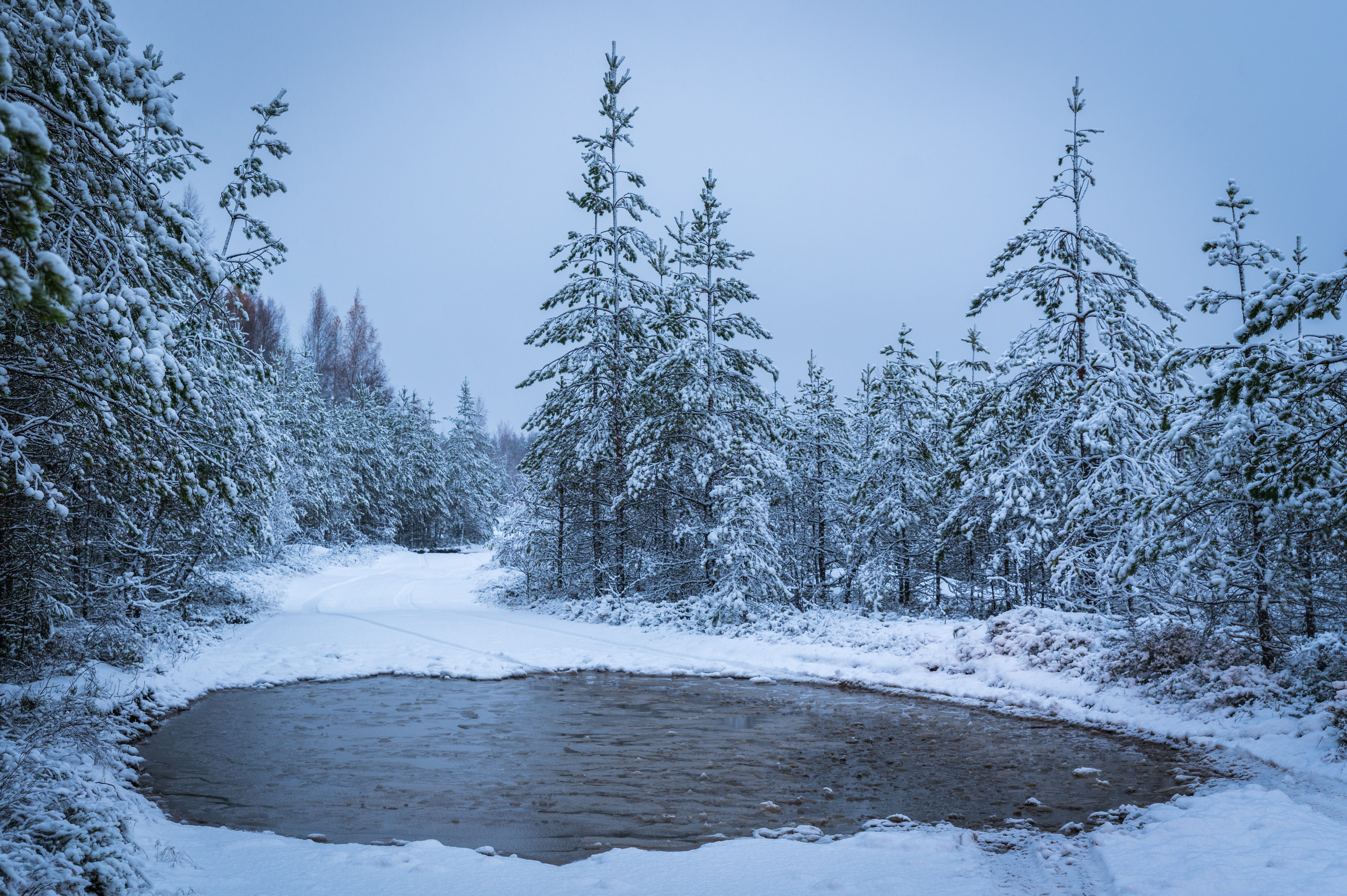 tree, environment, puddle, efi, landscape, snowing, pine tree, land, nature, coniferous tree, cold temperature, body, 5K, sky, winter, plant, no people, HD Wallpaper