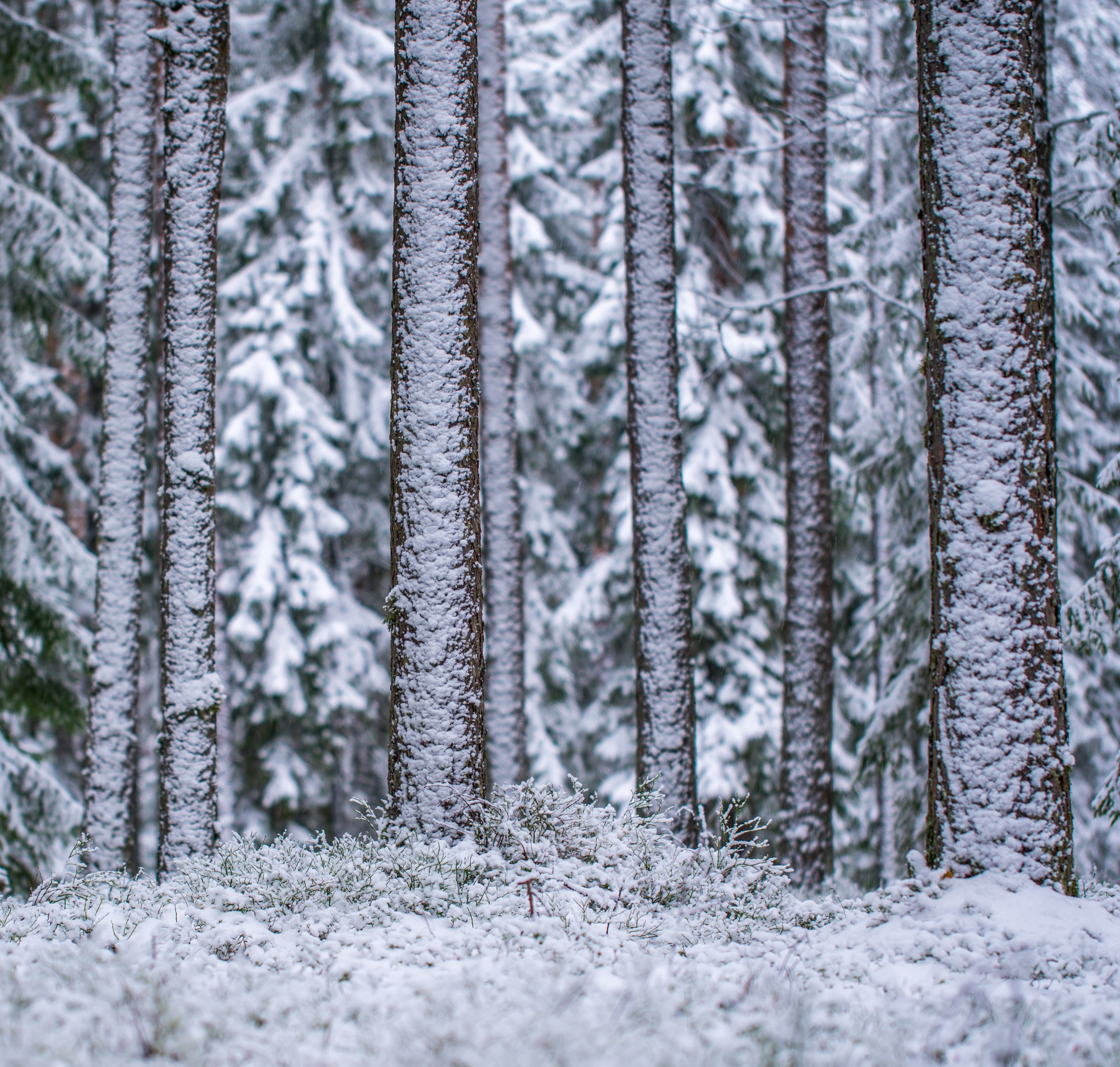 forest, winter, plant, snowing, trunk, efi, woodland, fir tree, outdoors, day, evergreen tree, pine, no people, pine wood, covered, cold temperature, tree trunk, HD Wallpaper