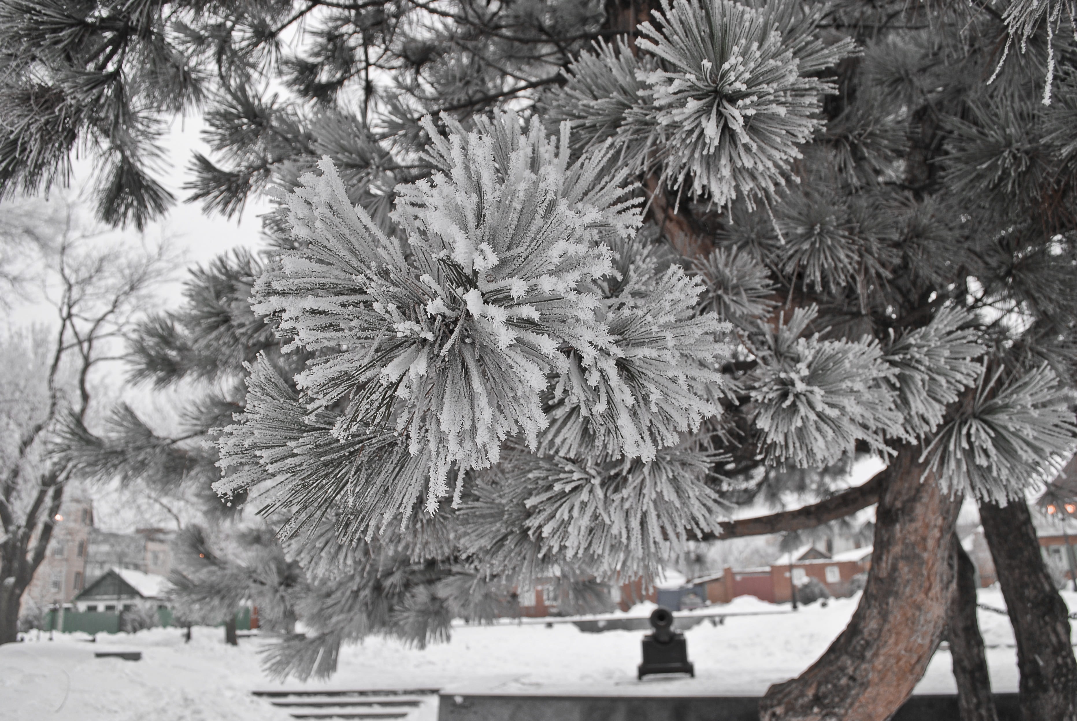 growth, frozen, plant, day, trees, russia, white color, beauty in nature, nature, cold, incidental people, land, snow, frost, spruce, park, trunk, taganrog, HD Wallpaper