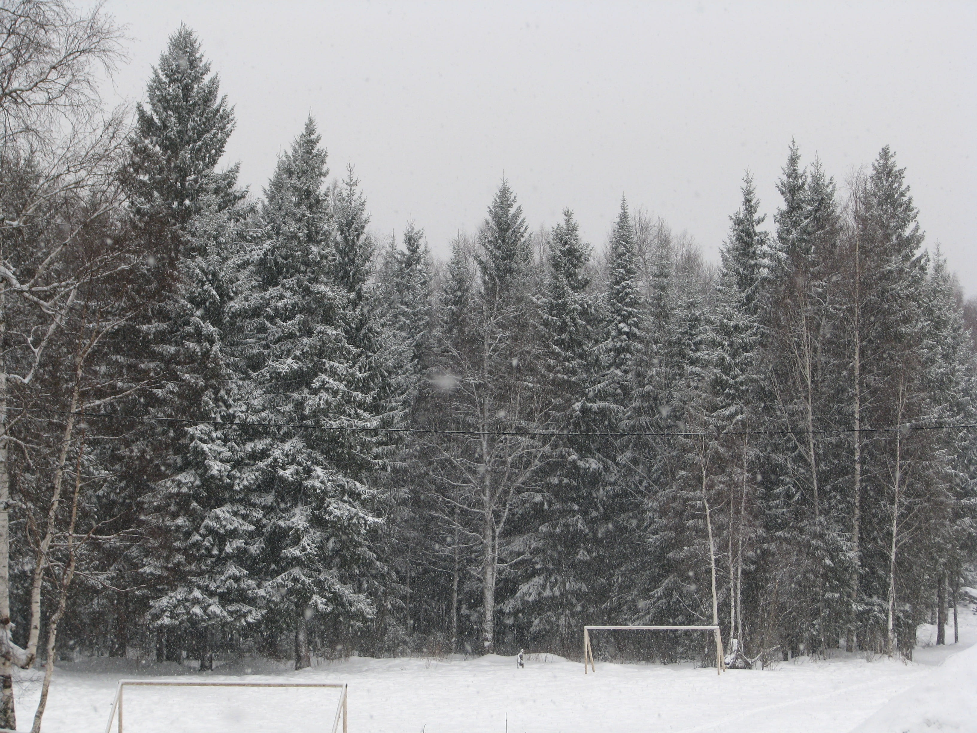 beauty in nature, pine tree, the trunks of the trees, gate, the beginning of spring, snow, no people, land, plant, field, beautiful, coniferous tree, efi, HD Wallpaper