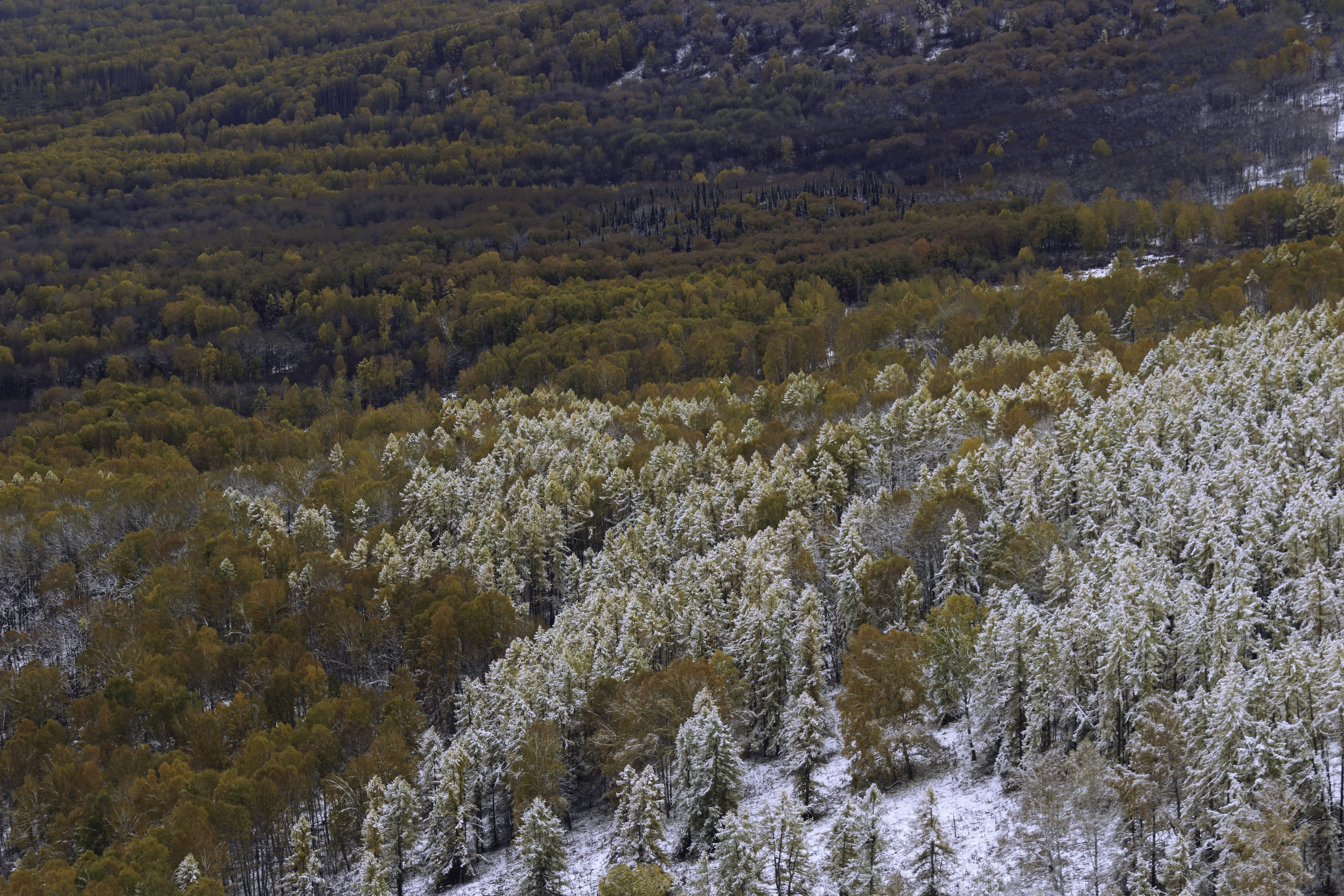 birch, beauty in nature, altai, environment, snow, non-urban scene, winter, mountains, flowing water, pine, tree, tranquil scene, russia, kuyagan, scenics - nature, HD Wallpaper