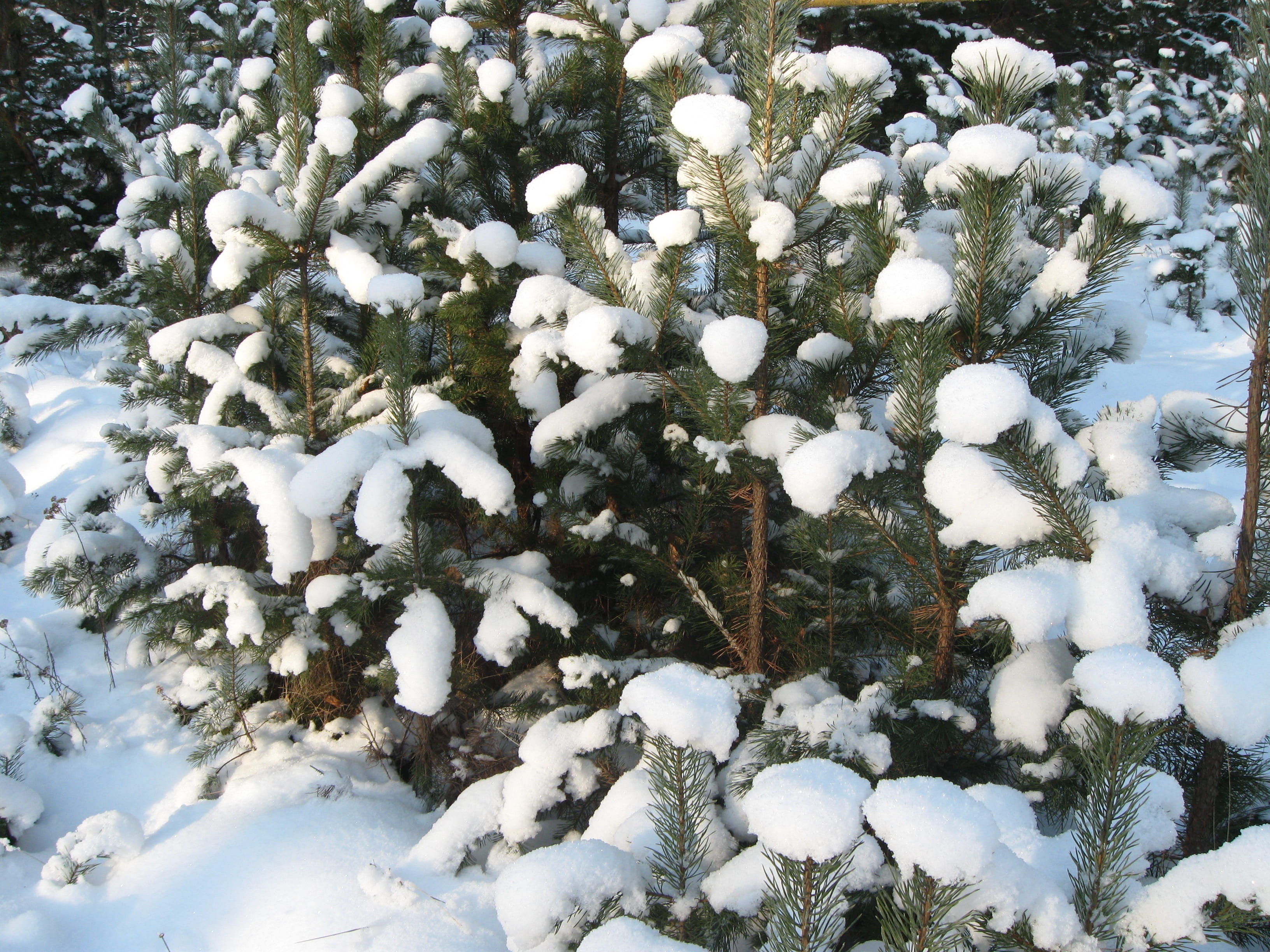 no people, fir tree, winter, nature, snow, tranquility, day, covering, blizzard, efi, high angle view, trees, cold temperature, plant, field, coniferous tree, HD Wallpaper