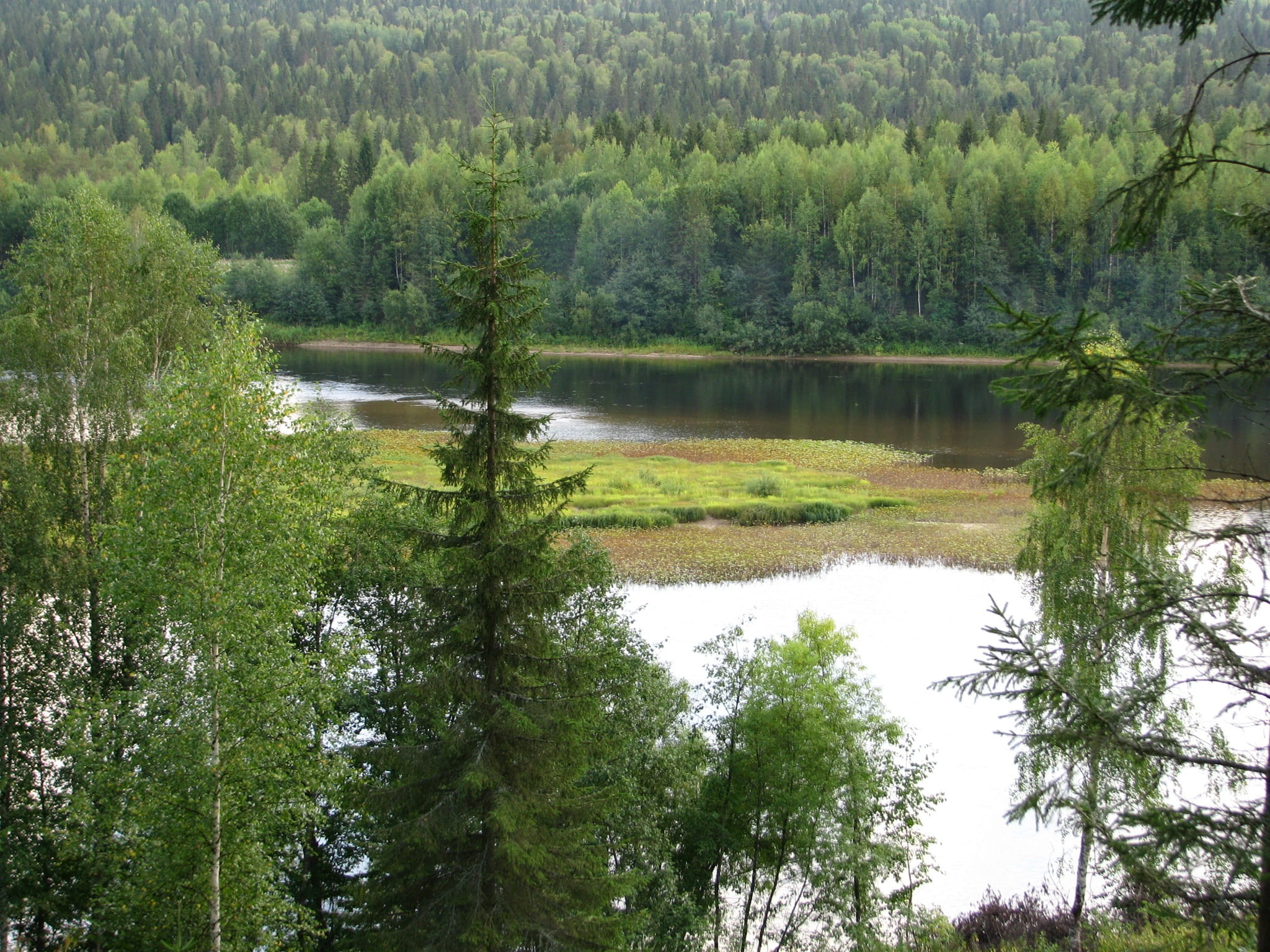forest, calm, plant, vacation, woodland, evergreen tree, no people, beach, perm krai, sun, tree, coniferous tree, water, beauty in nature, group, land, HD Wallpaper