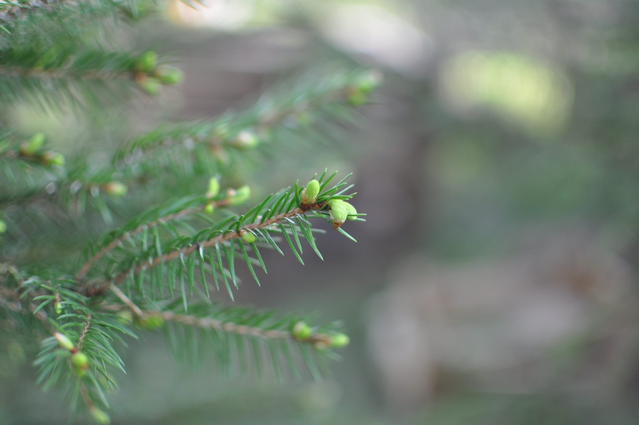 color, green, plant, green color, animal themes, animal wildlife, efi, tree, living nature, trees, spruce shoots, one animal, forest, day, no people, outdoors, HD Wallpaper