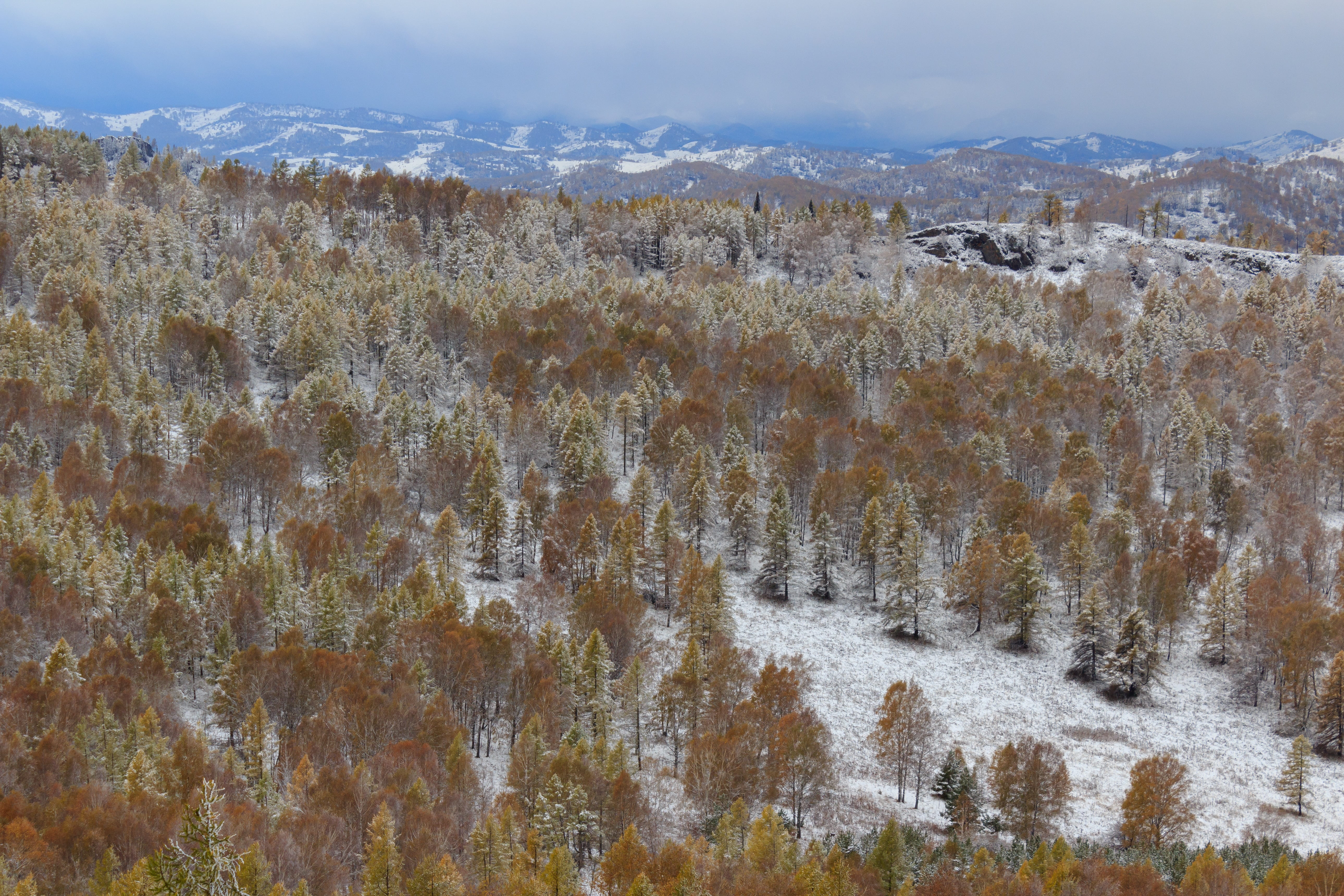 non-urban scene, spruce, landscape, kuyagan, snow, travel destinations, land, altai, cold temperature, forest, tranquility, high angle view, outdoors, tree, HD Wallpaper