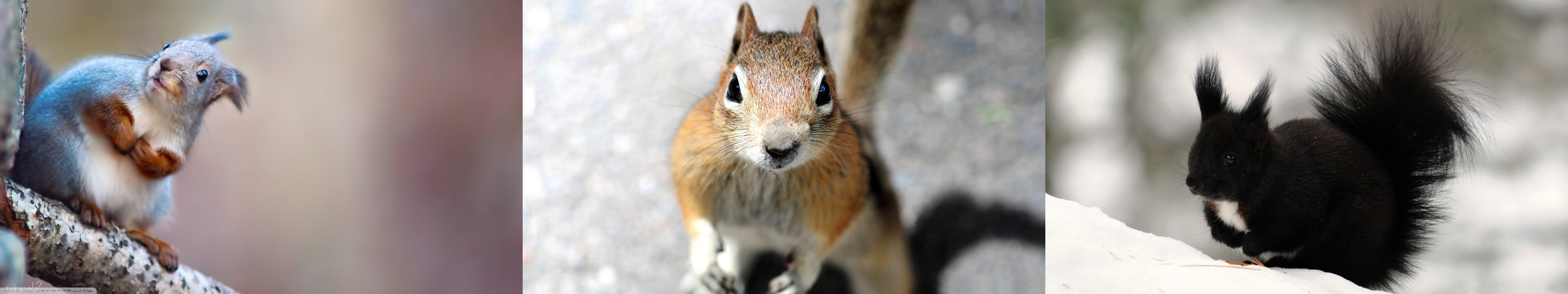 outdoors, 5K, rear view, animal themes, animals in the wild, selective focus, animal, day, wood - material, 5760x1080 px, focus on foreground, group of animals, HD Wallpaper