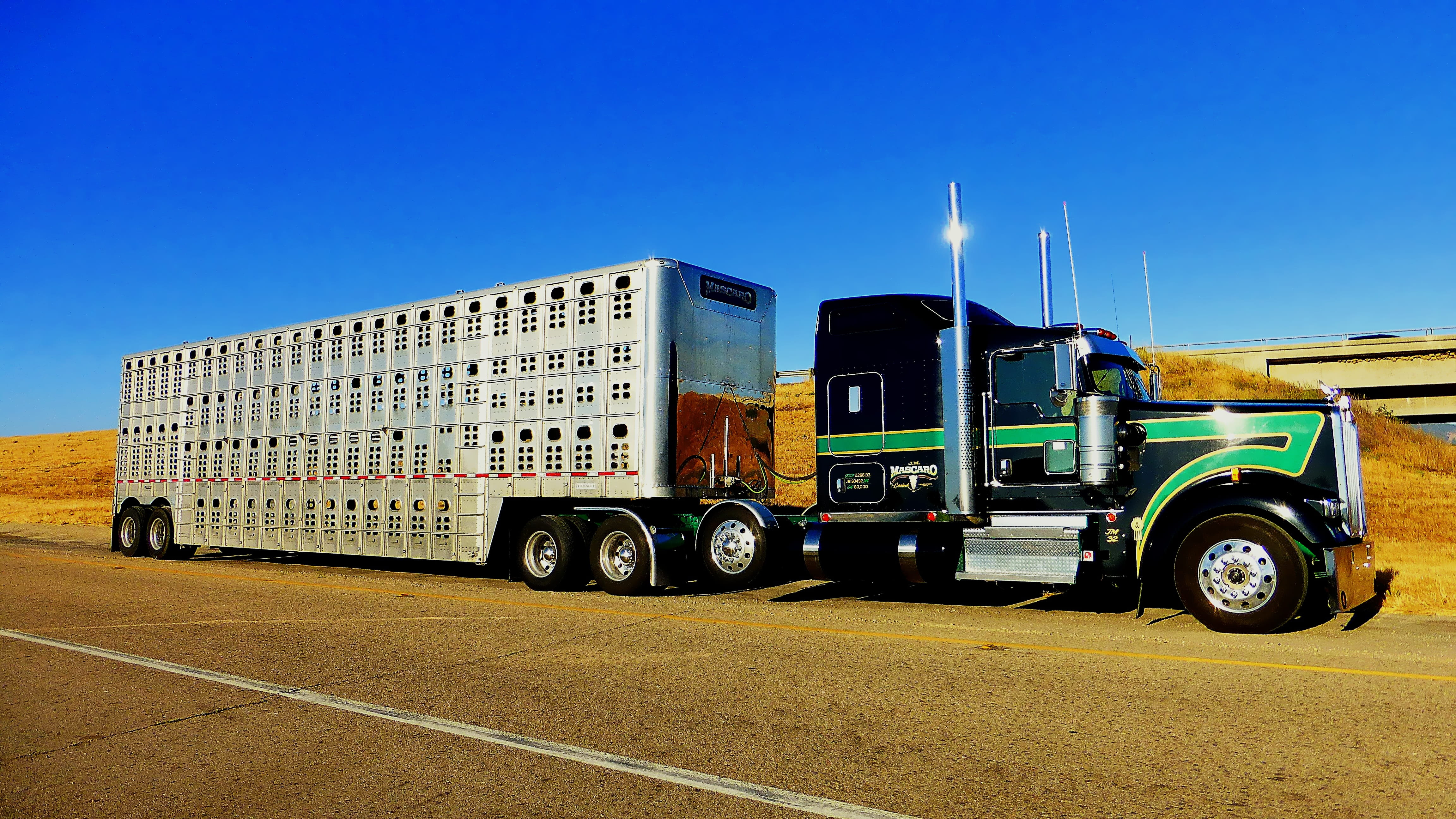 america, cattle, trucking, chrome, reliability, semi-truck, blue, freight transportation, business, trailer, rest, no people, transportation, mode of transportation, HD Wallpaper
