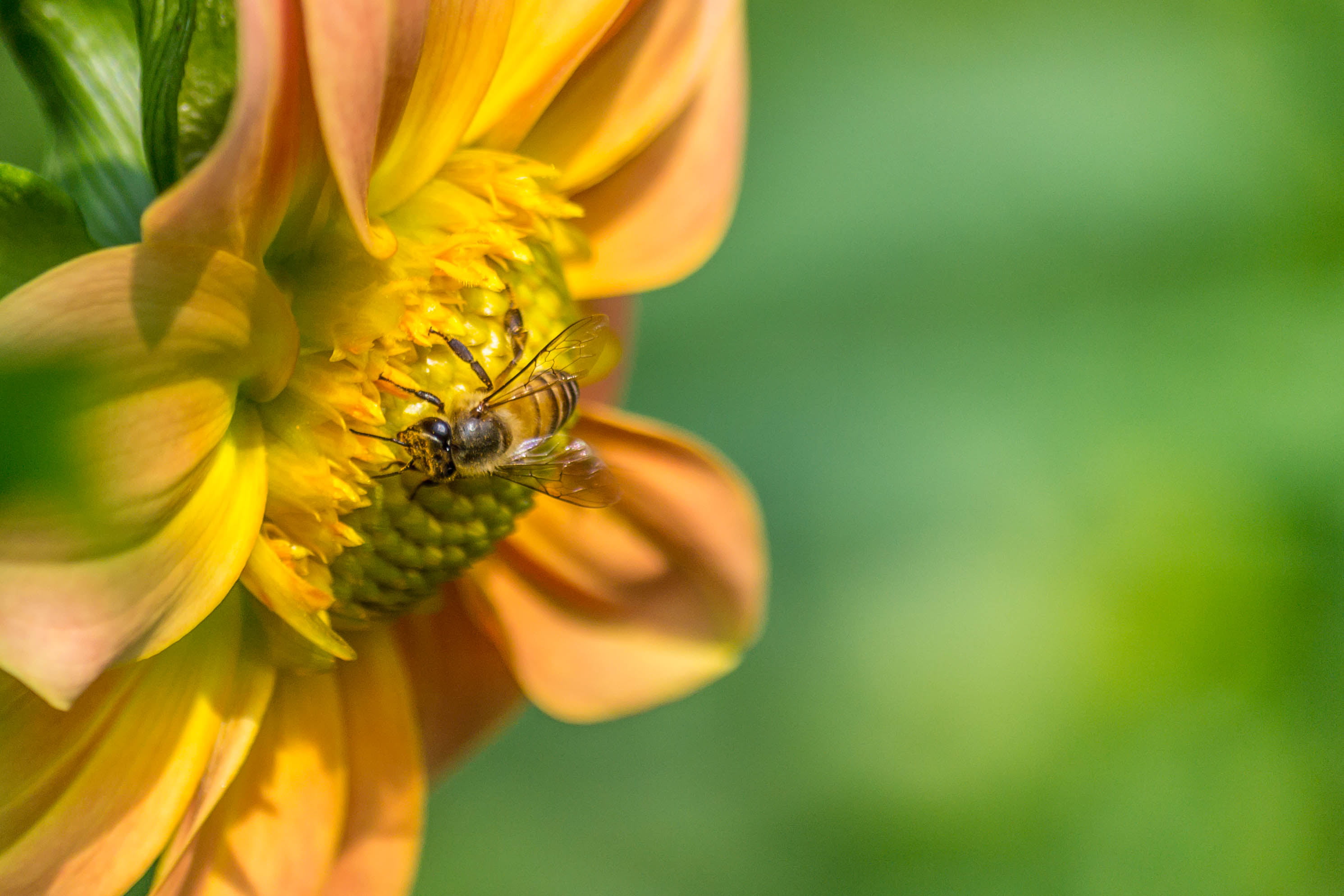 Nikon  d3100, focus, New Delhi, perching, work, Dhalia, flower, Garden, 2K, selective, DOF, Lodi, Bokeh, bee, Honey Bee, selective focus, Kumaravel, HD Wallpaper