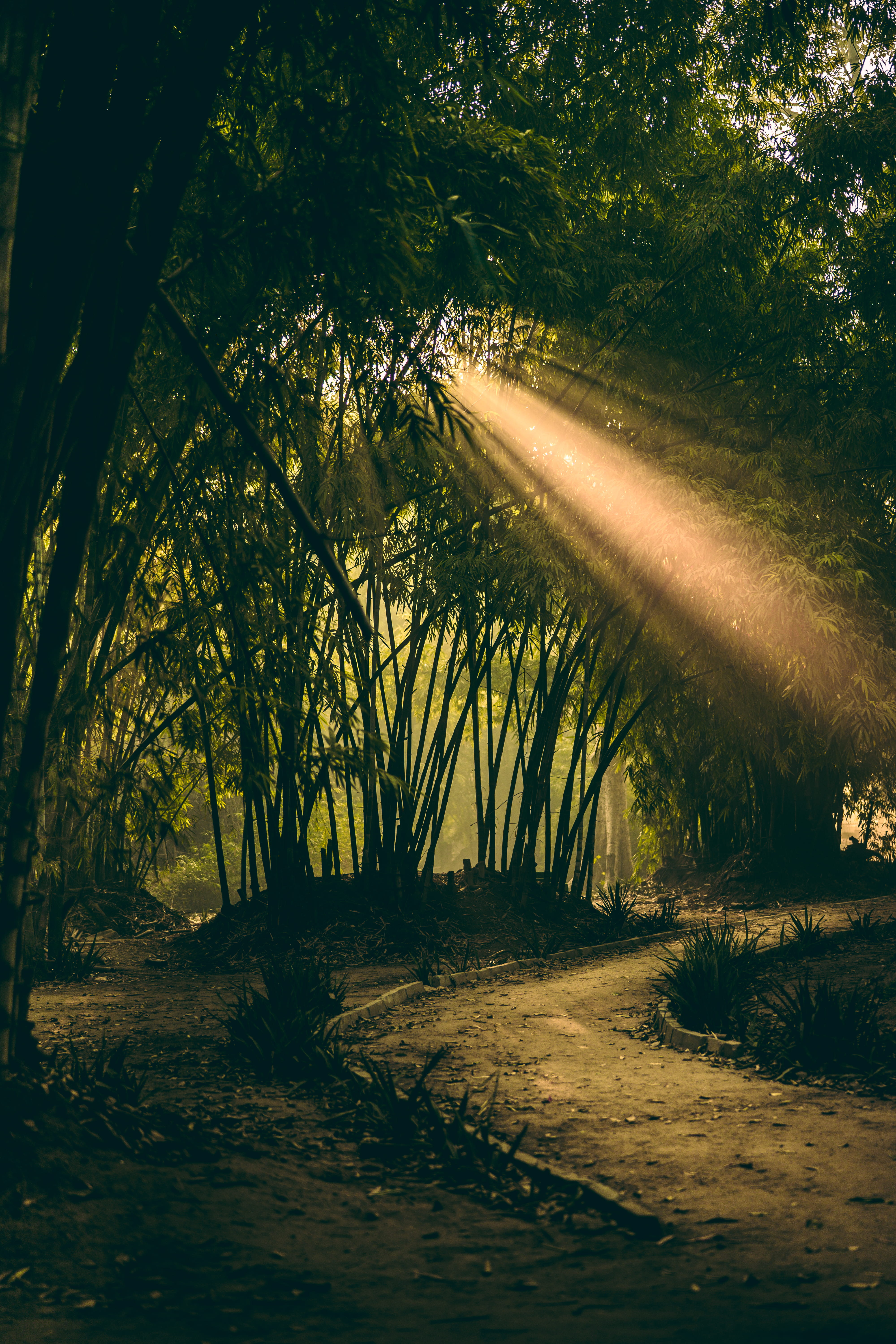 beauty in nature, new delhi, garden, footpath, the way forward, india, non-urban scene, tranquility, day, sunlight, field, sun, dark, tranquil scene, tree, Phone HD Wallpaper