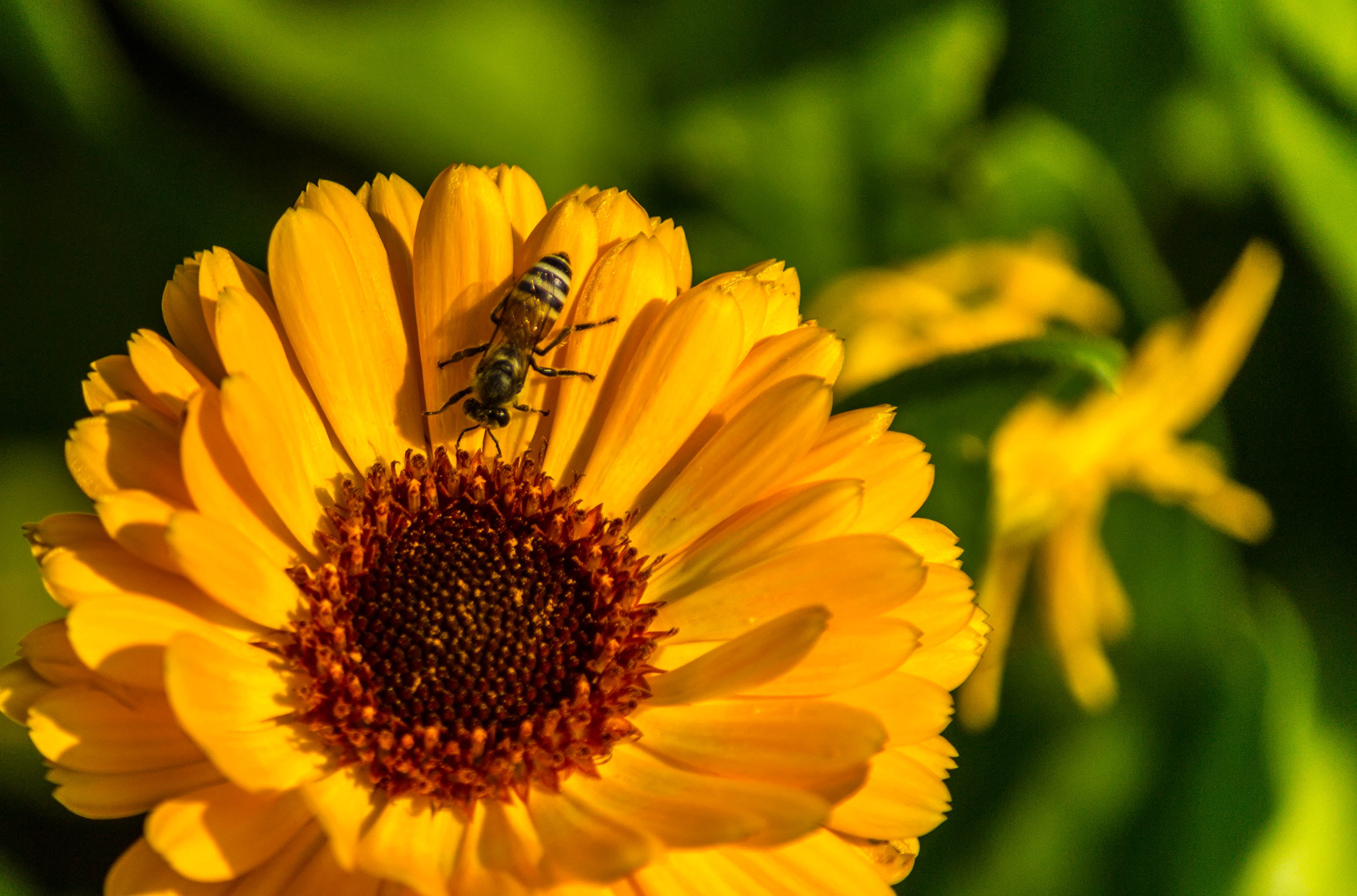 sunflower, petal, summer, Flower, New Delhi, Awesome, close up photography, 2K, plant, Blossoms, insect, yellow, Honey Bee, DOF, close-up, bee, close, HD Wallpaper