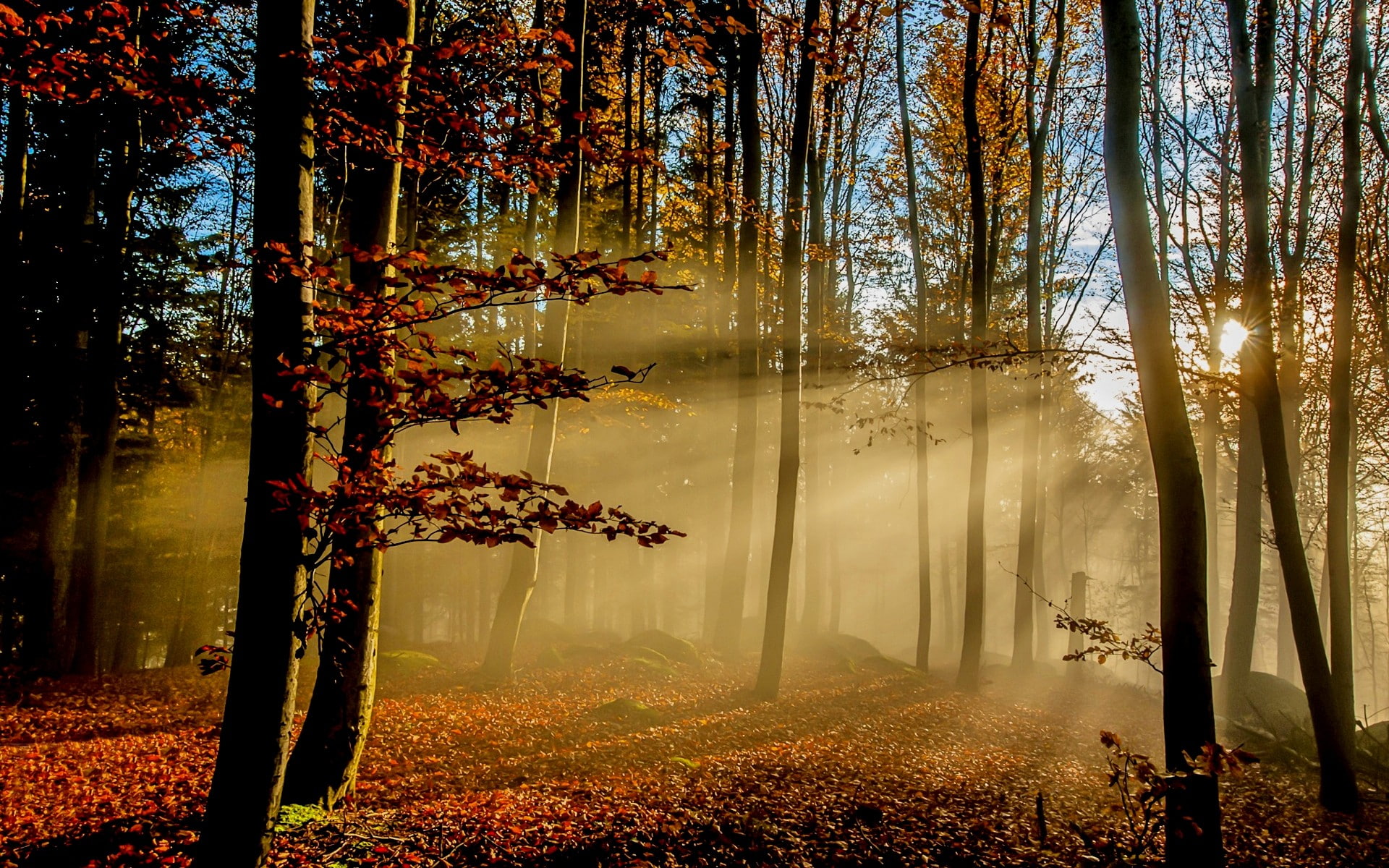 leaves, land, streaming, 1080P, tree trunk, growth, forest, sun rays, autumn collection, morning, day, beauty in nature, idyllic, outdoors, tranquil scene, HD Wallpaper
