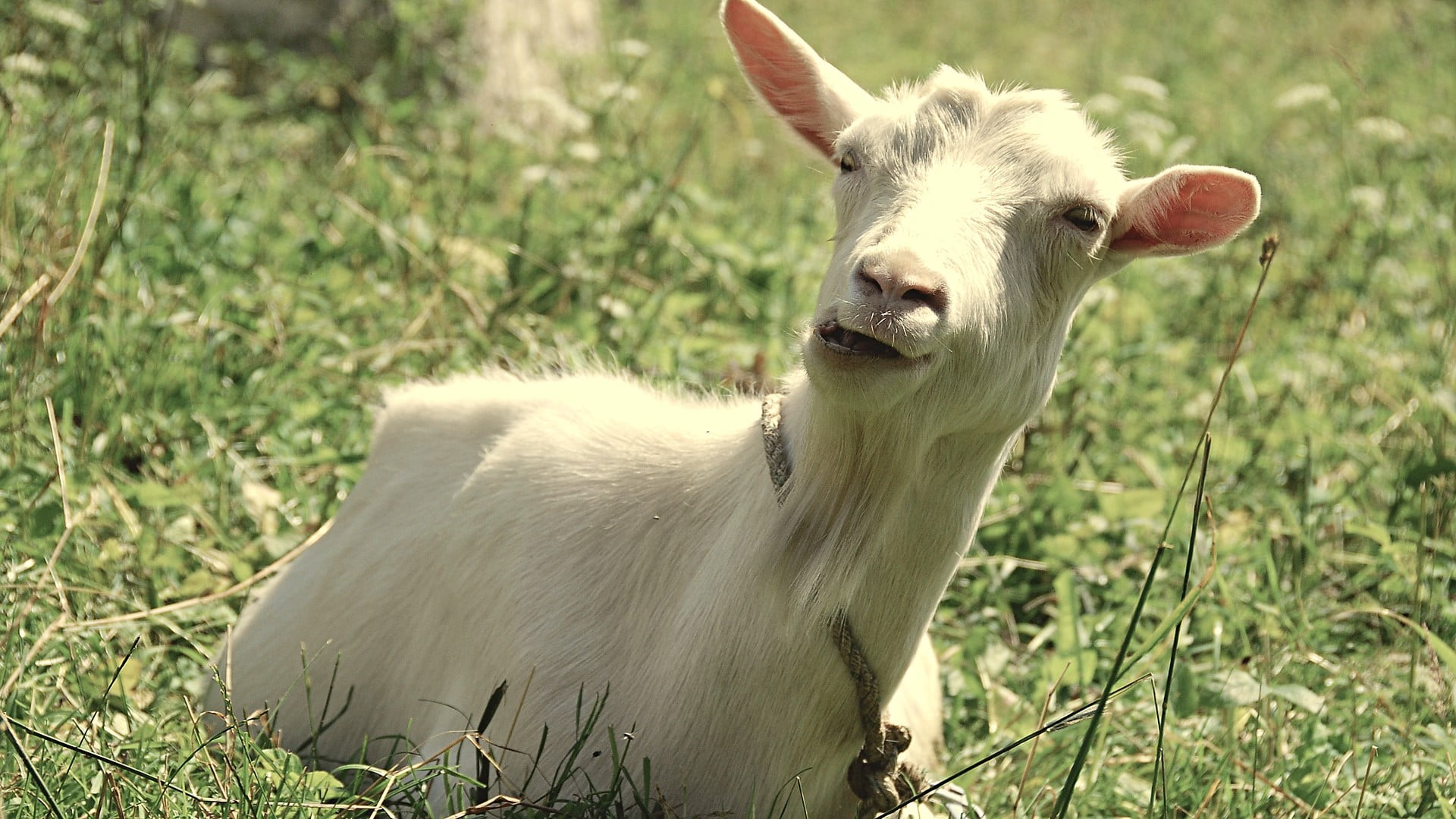 domestic animals, goat, lying, animal, pets, white, 1080P, field, nature, livestock, herbivorous, domestic, animal themes, animal wildlife, outdoors, no people, HD Wallpaper