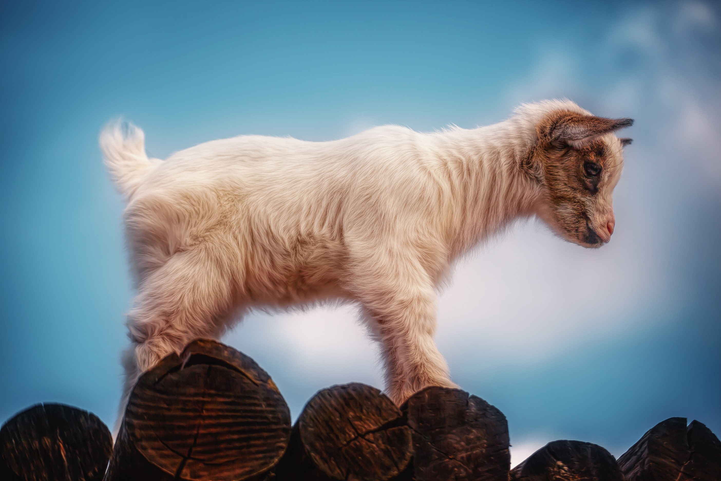 low angle view, one animal, rock, goats, domestic, animal wildlife, canine, day, mammals, standing, pets, dog, no people, animals, mammal, animal, nature, HD Wallpaper