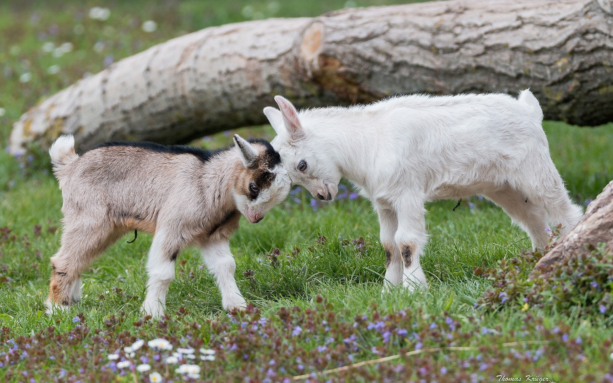 animals, nature, 1080P, baby animals, goats, HD Wallpaper