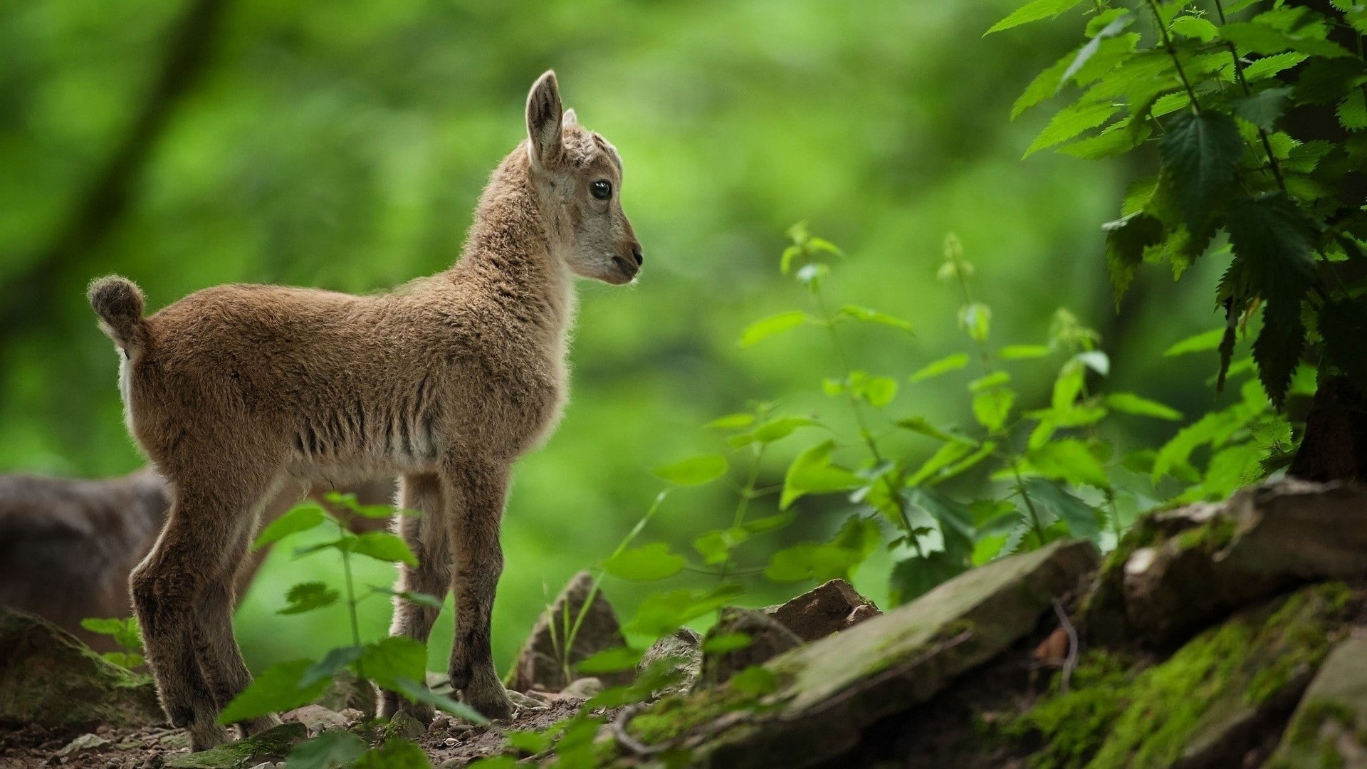 1080P, goats, HD Wallpaper
