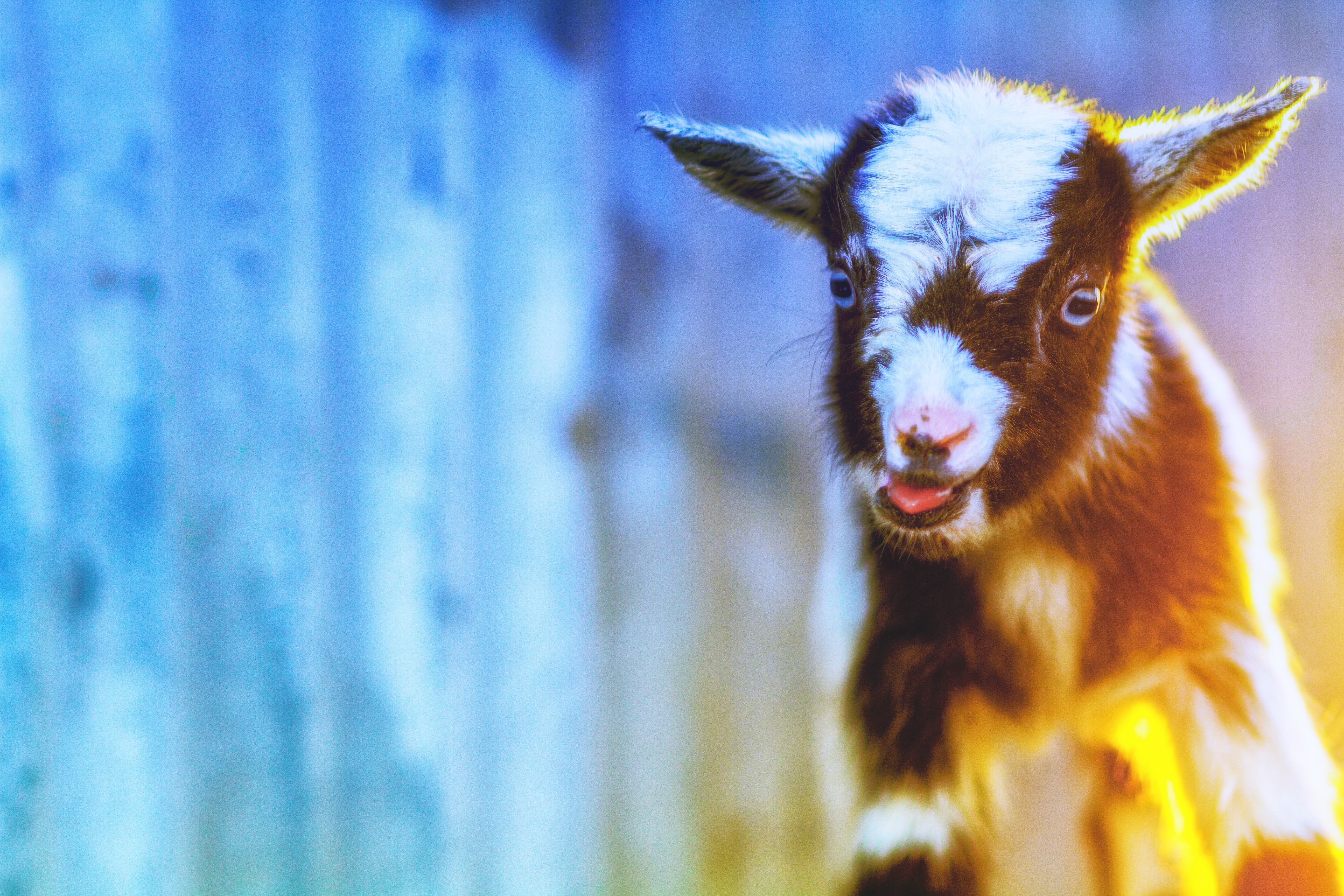 goats, mammals, animals, 5K, HD Wallpaper