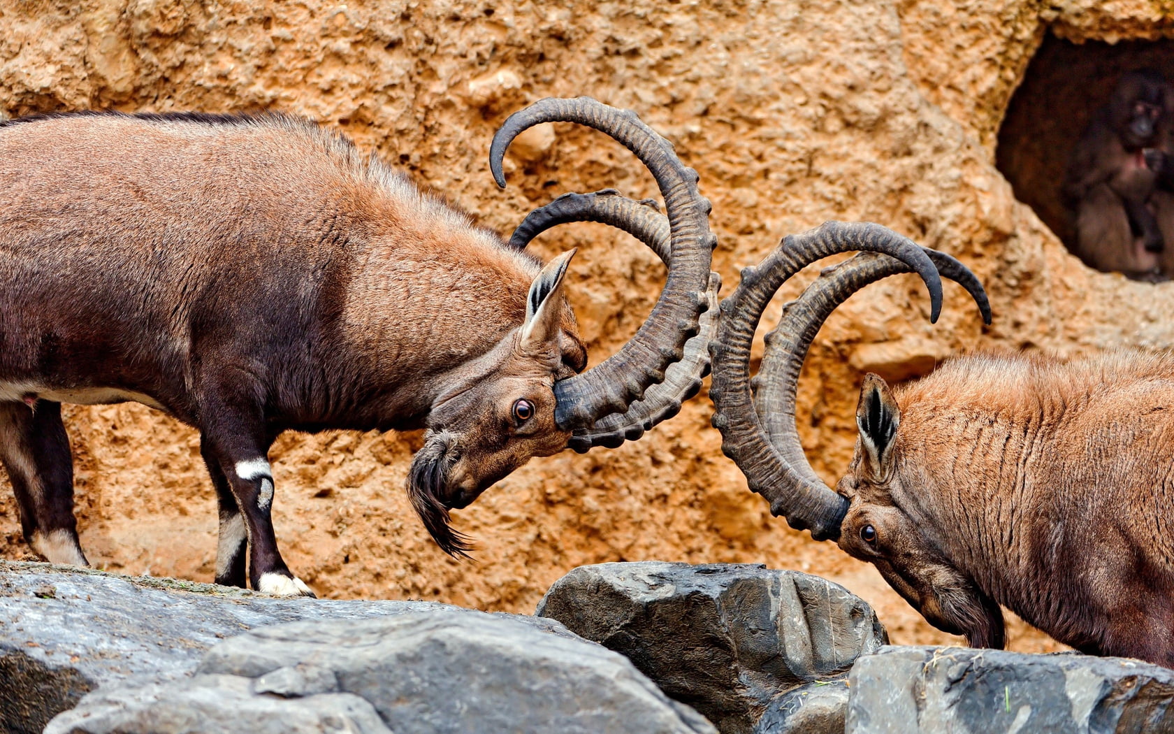 solid, mountain, animal themes, horns, no people, aggression, wilderness Area, goat, rock - Object, two, summer, hill, rock, sheep, animal wildlife, animal body part, HD Wallpaper