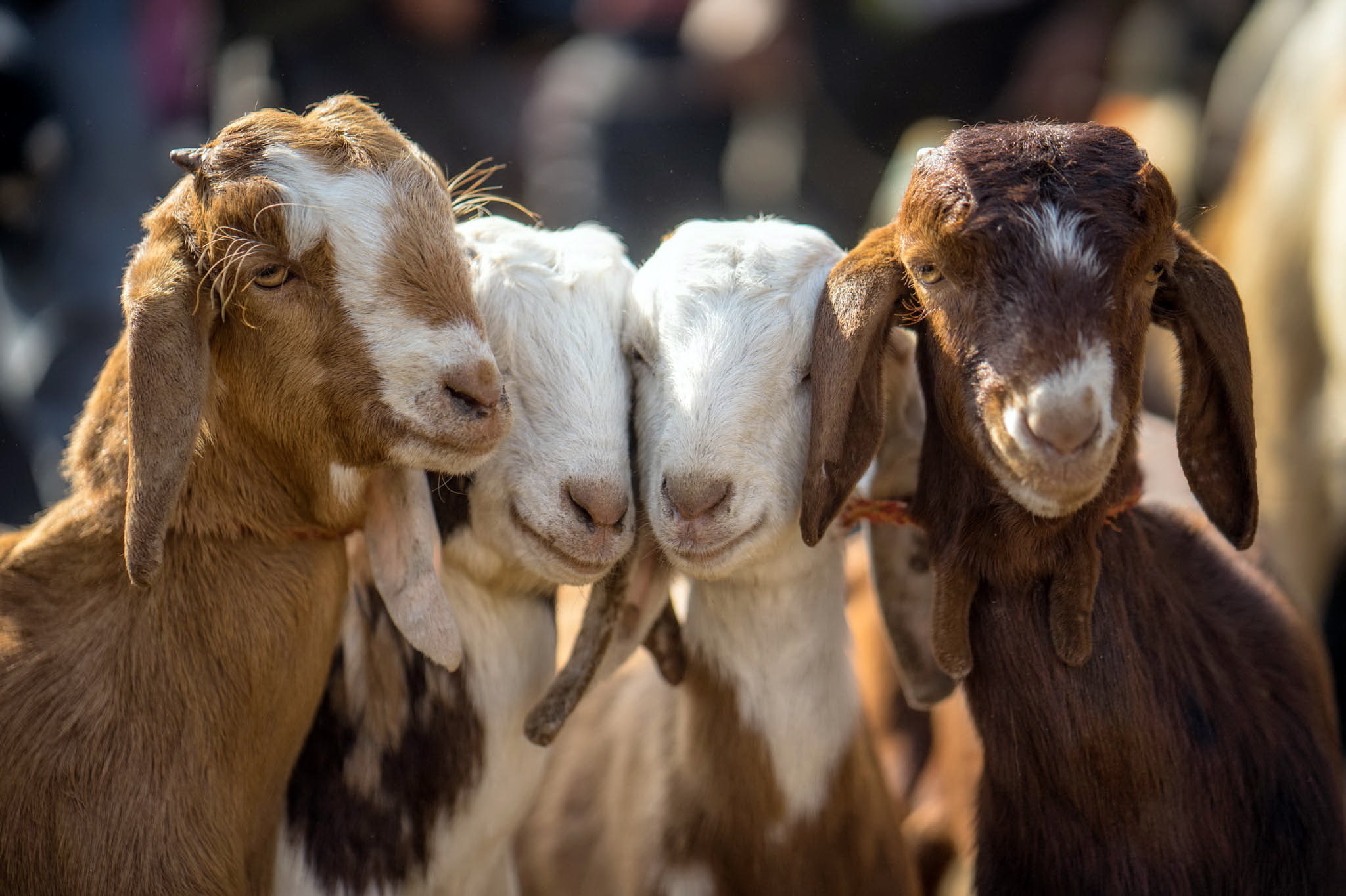 goats, Four, 1080P, baby, HD Wallpaper