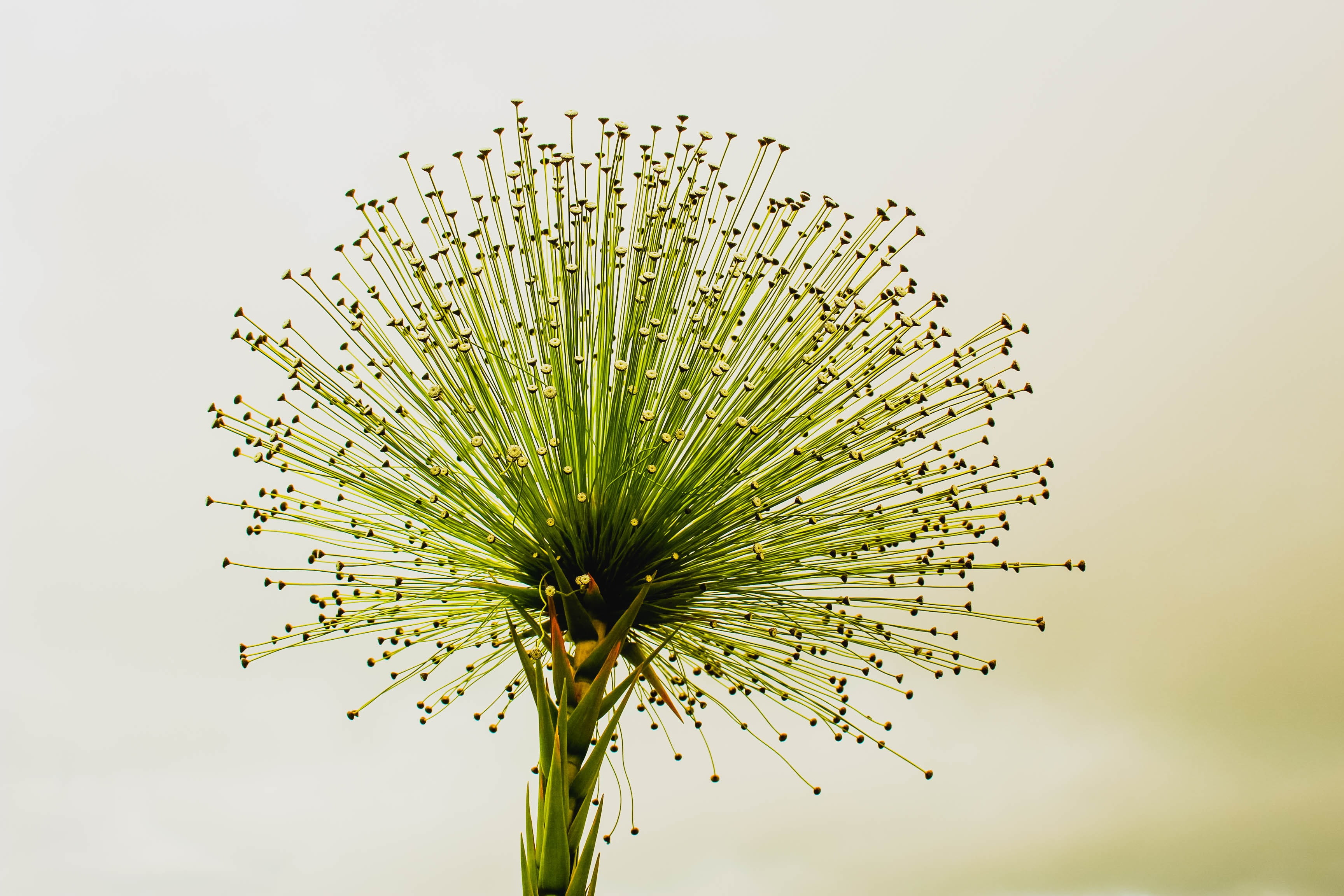 arts culture and entertainment, green color, colored background, studio shot, event, flor do cerrado, growth, copy space, flower head, tree, food, green, HD Wallpaper