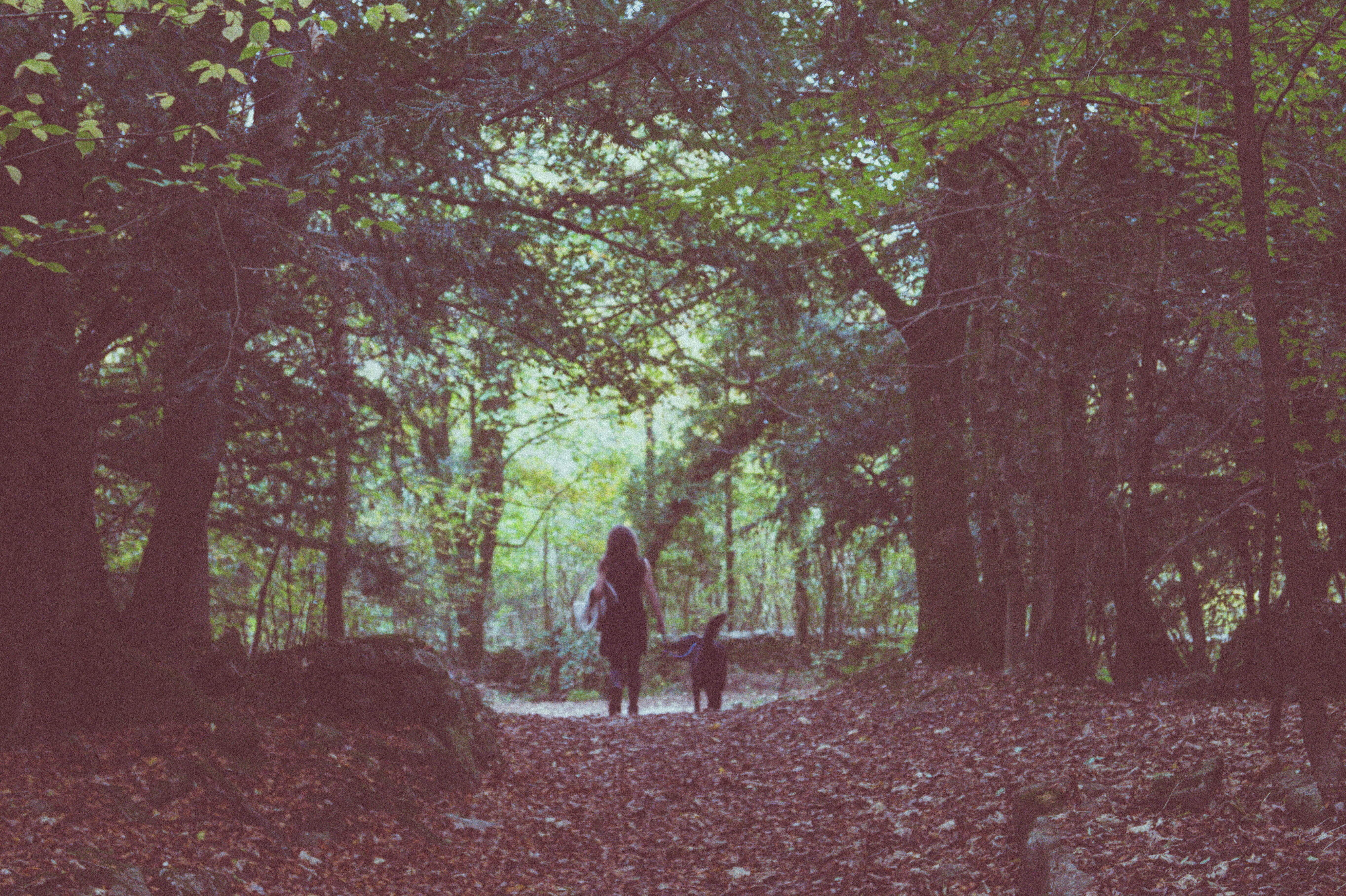 men, united kingdom, rear view, change, woodland, beetham, tree, women, land, people, plant, adult, forest, tranquility, lifestyles, day, outdoors, nature, HD Wallpaper