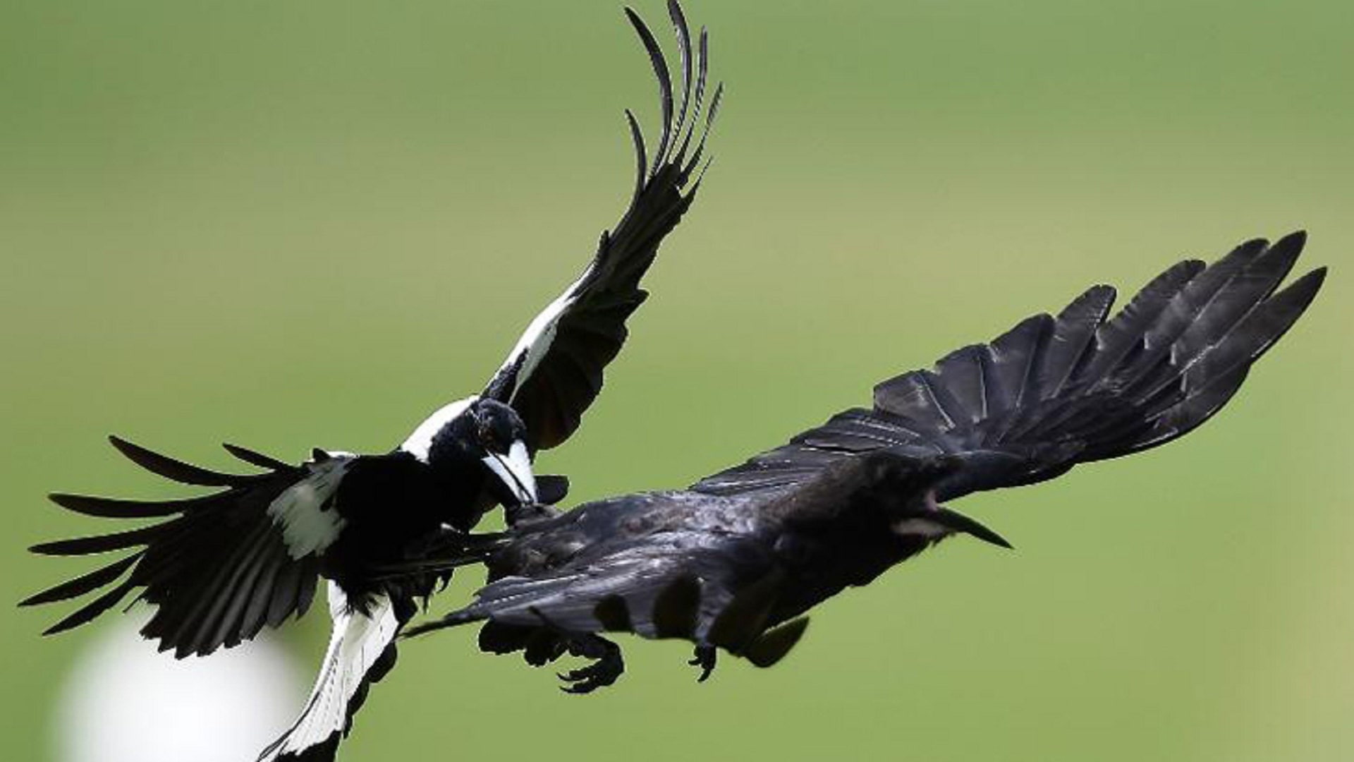 torment, spread wings, raven - bird, spring, vertebrate, full length, animal themes, animal, day, branch, one animal, nature, 1080P, no people, tree, black color, HD Wallpaper