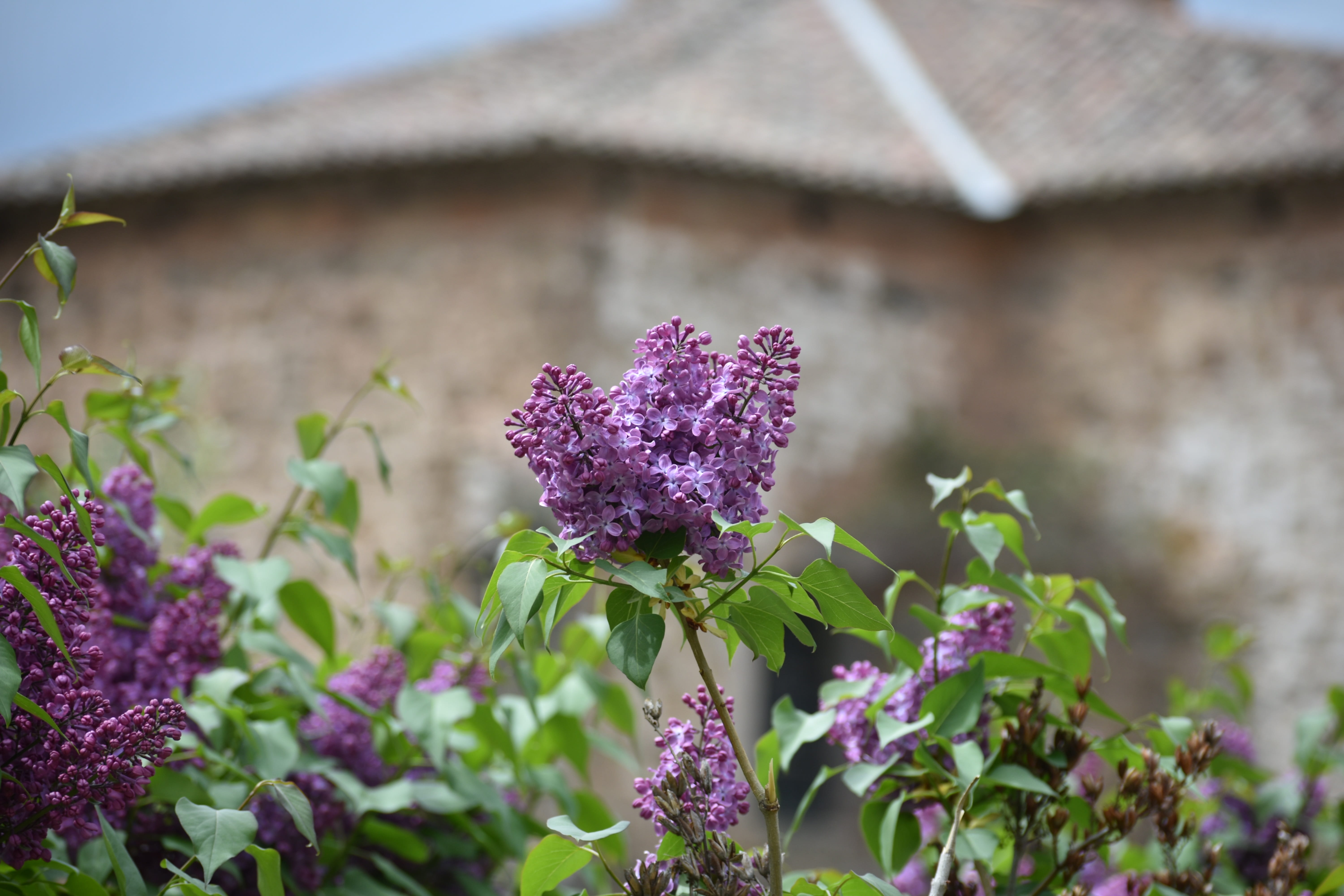 nature, pink color, purple, no people, la rioja, 5K, springtime, flowering plant, plant, growth, day, close-up, rioja, arnedillos, lilo, spain, leaf, architecture, HD Wallpaper