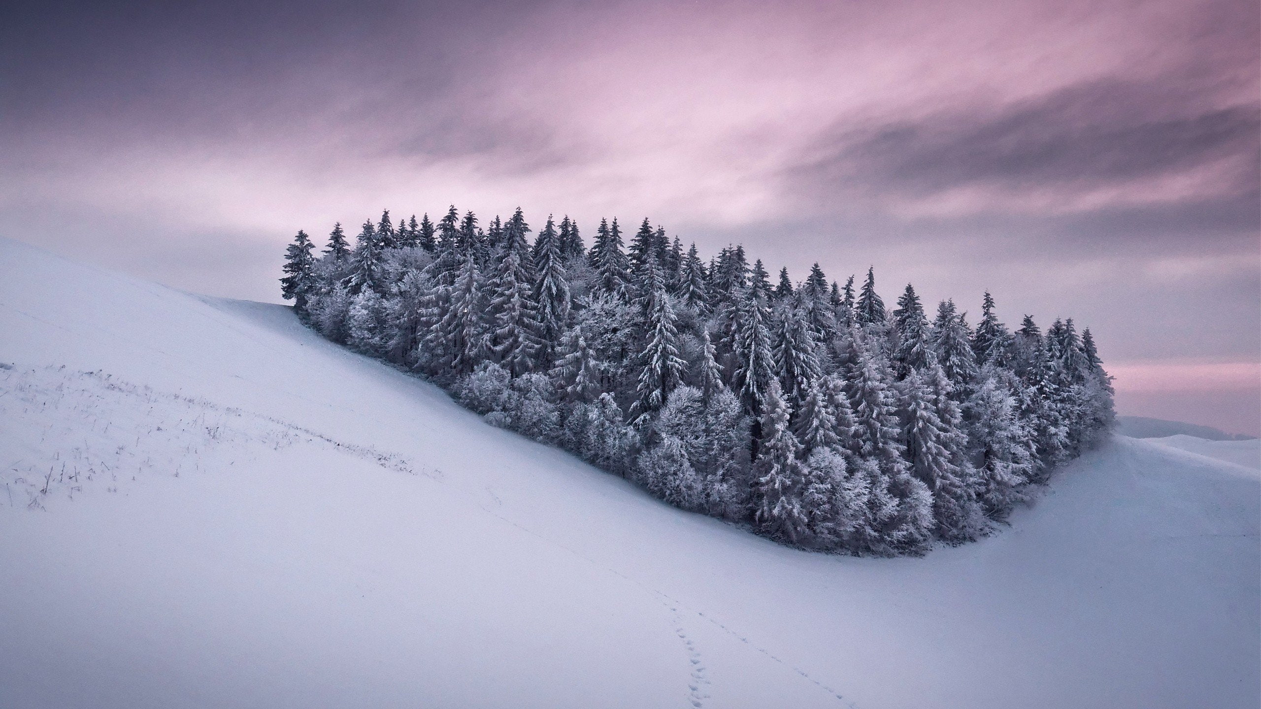 px, x, 2560x1440 px, catoon, snow, 2K, hd, art, anime, Trees, HD Wallpaper