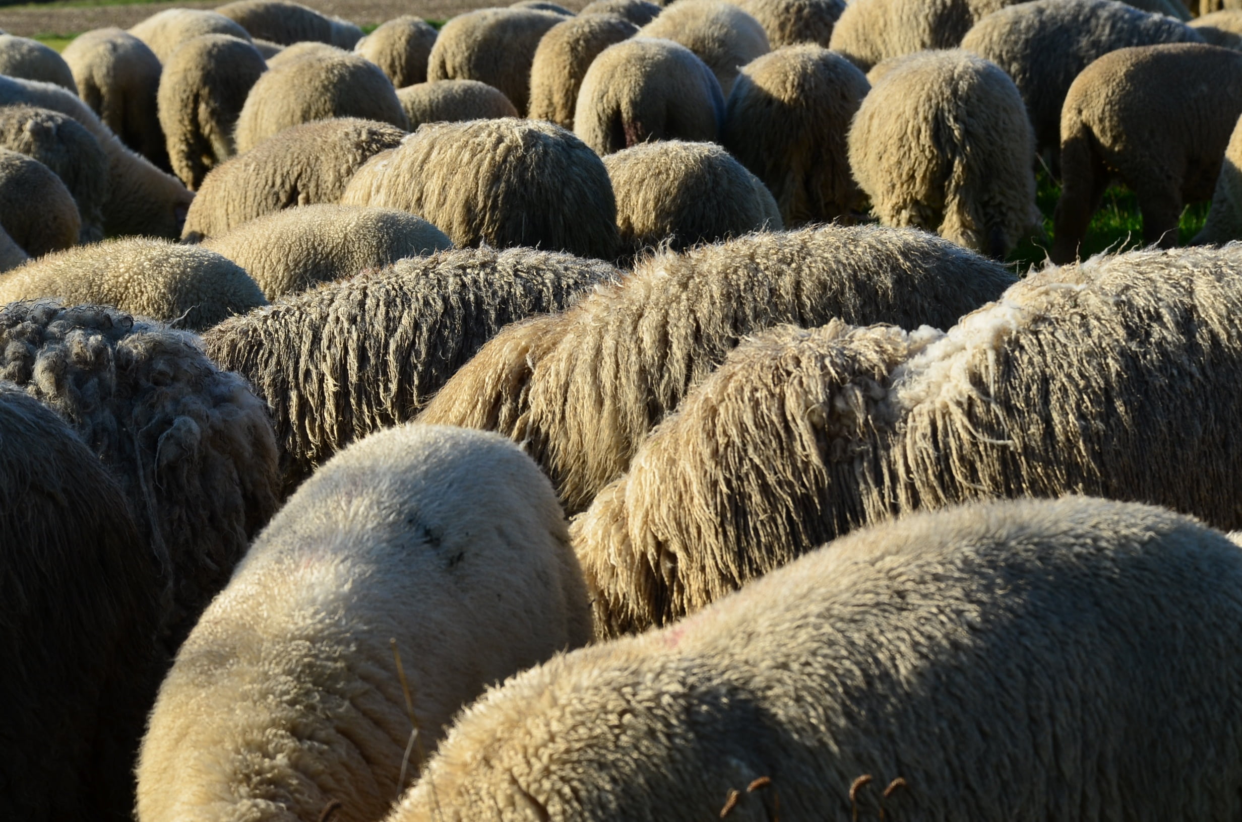 large group of animals, animal, agriculture, 1080P, no people, nature, domestic, landscape, pasture, full frame, herd, without head, backgrounds, domestic sheep, HD Wallpaper