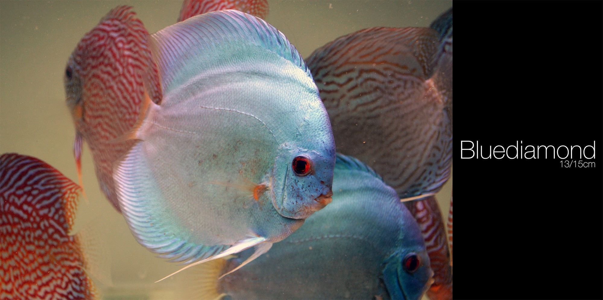 close-up, sea life, animal, animals in captivity, 1080P, swimming, animals in the wild, indoors, marine, aquarium, vertebrate, animal themes, fishing industry, HD Wallpaper