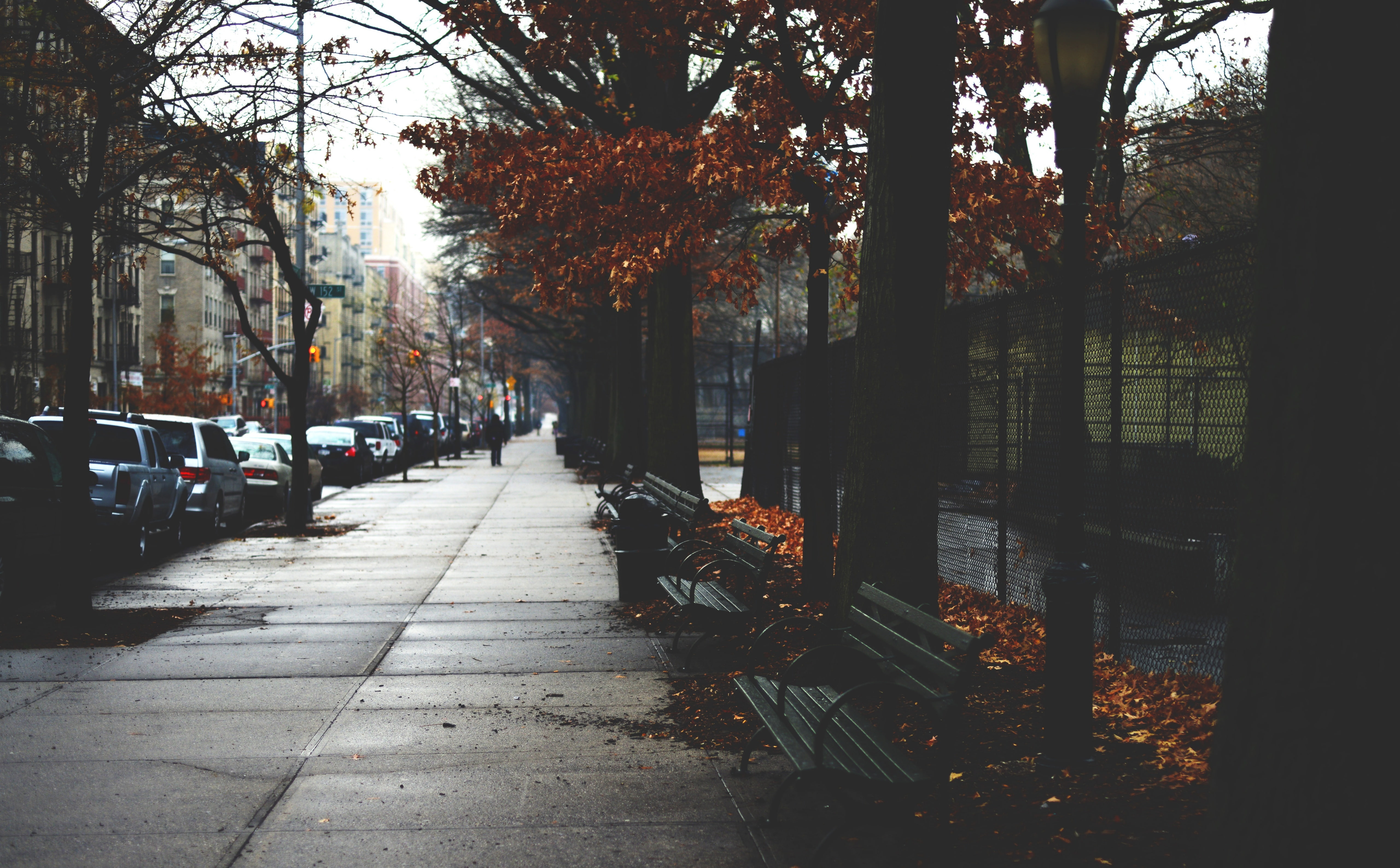 Seasons, Hamilton Heights, Autumn, leafed, Neighborhood, cold, York, nature, the way forward, sidewalk, newyork, harlem, nikon, Manhattan, architecture, HD Wallpaper