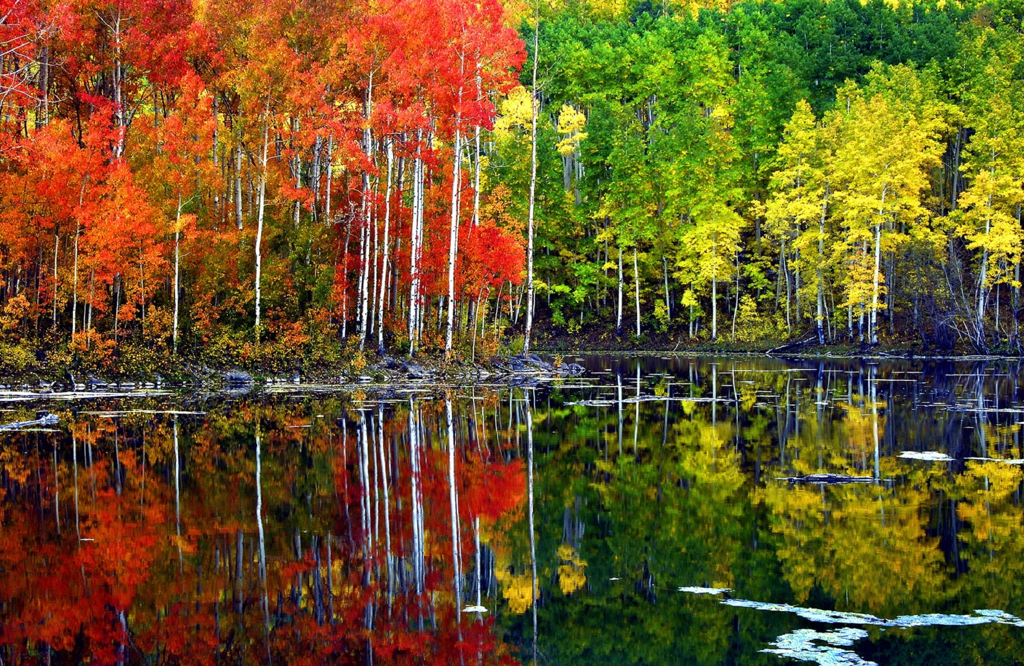 tranquil scene, gold, plant, colors, day, autumn, daytime, aspen, usa, lake, nature, leaves, usfs, landscape, colorful, non-urban scene, reflection, yellow, HD Wallpaper