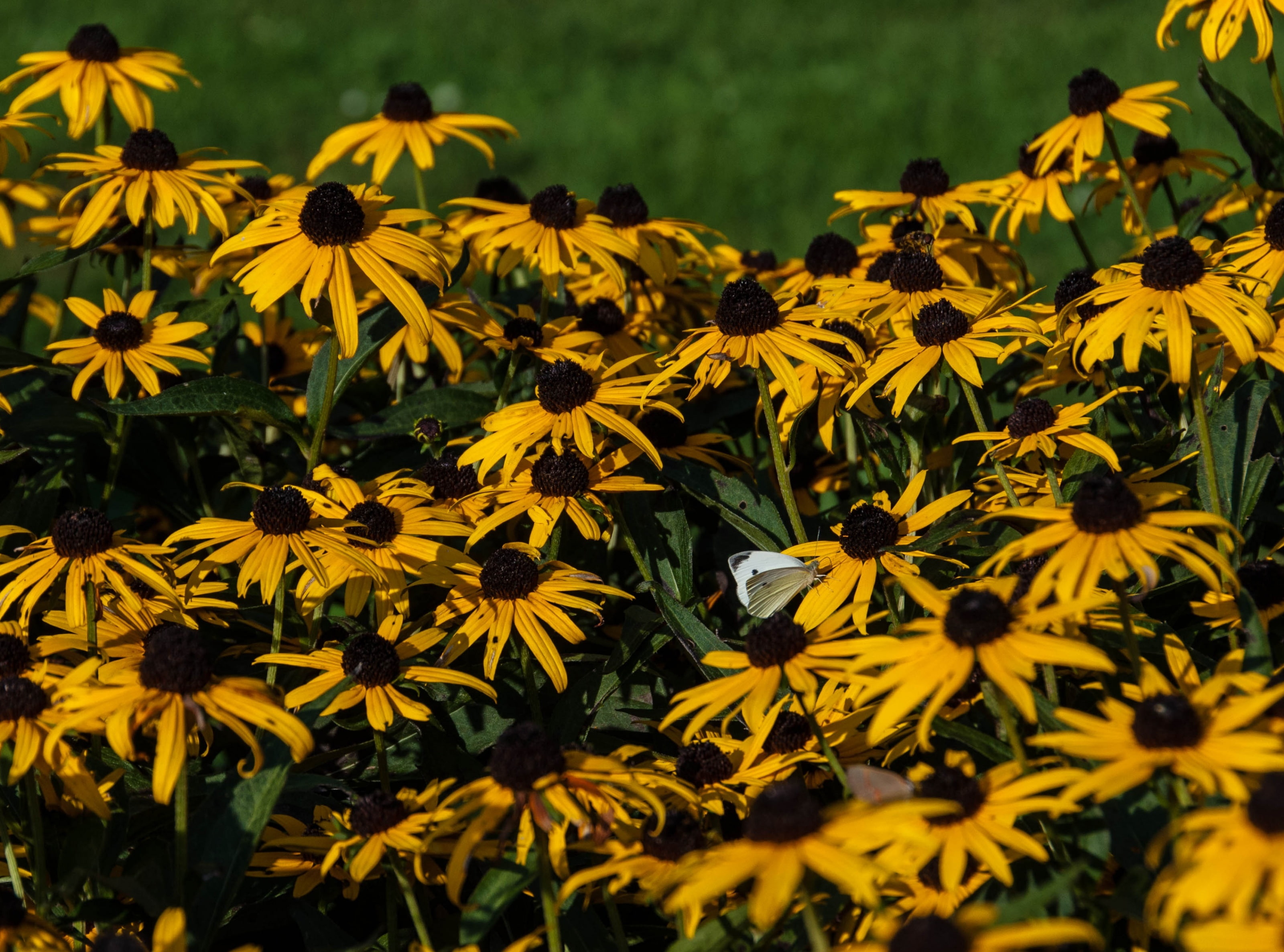 focus on foreground, August, day, City, growth, vulnerability, Nature, Garden, outdoors, Brooklyn, prospecthights, plant, Flower, Yellow, Summer, Butterfly, HD Wallpaper