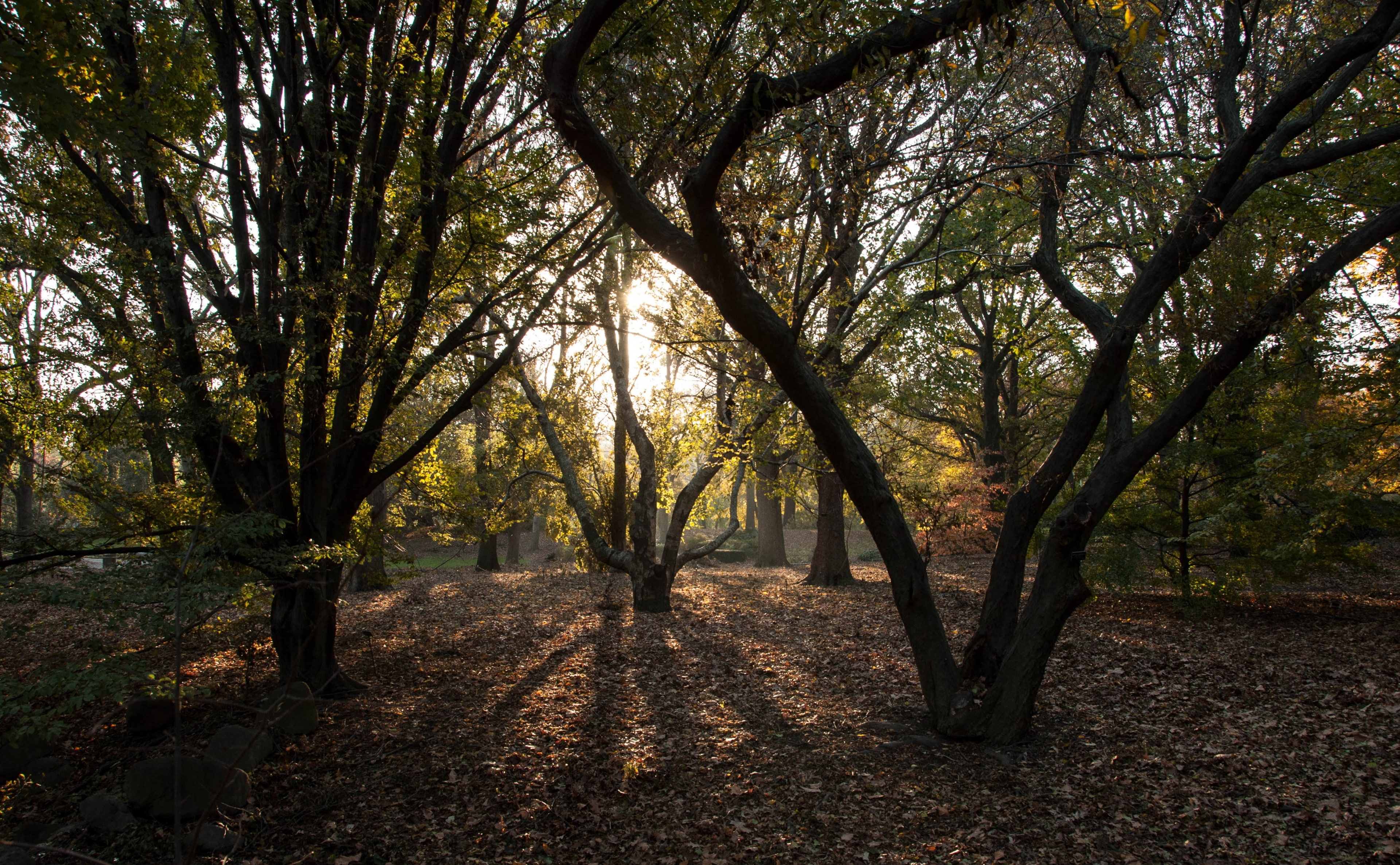 Nature, Garden, nikon, unitedstates, Brooklyn, United States, foliage, botanicgarden, New York, prospecthights, Botanic, York, Fall, newyork, newyorkcity, HD Wallpaper