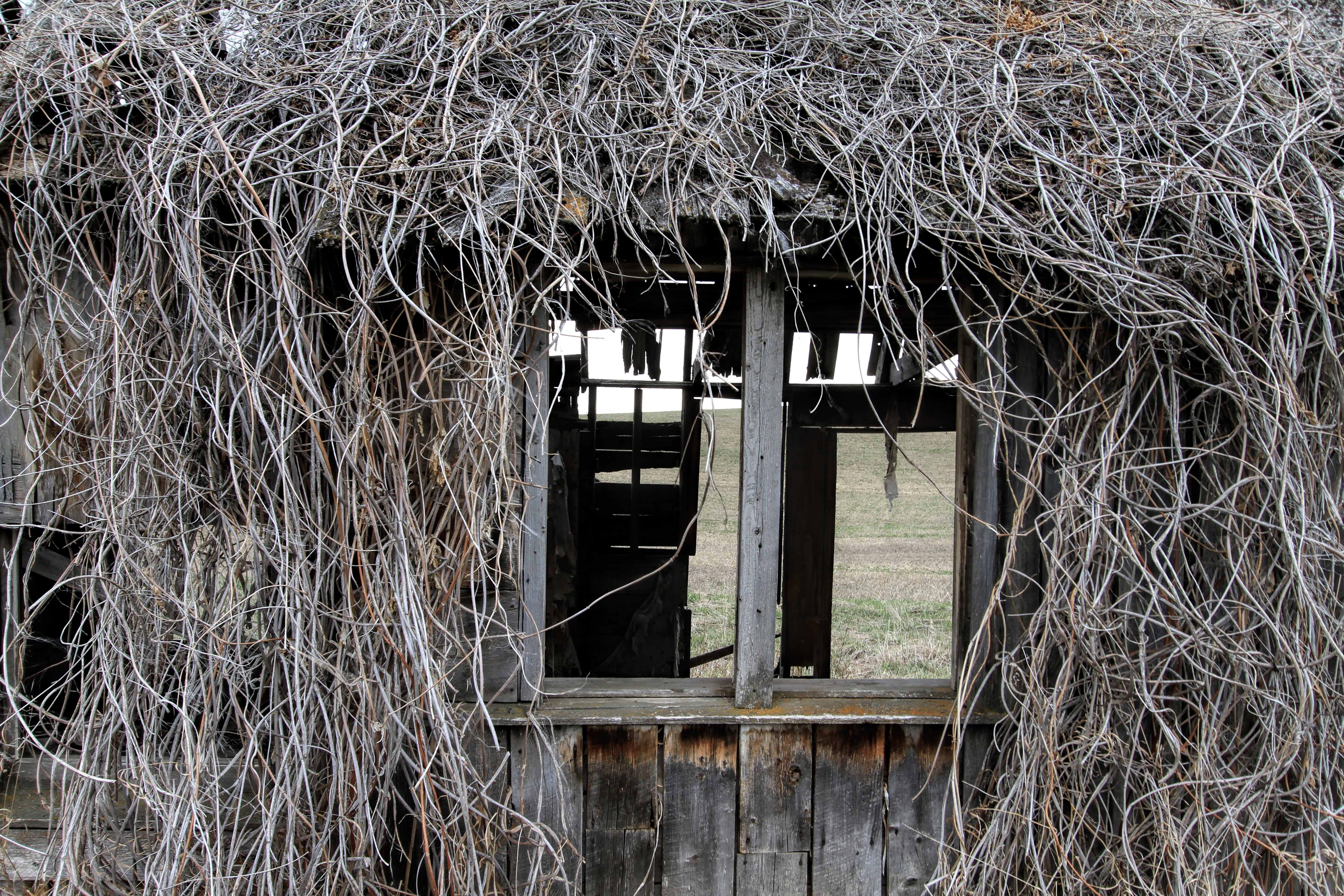 home, structure, graffiti, shack, wood - material, farm, bad condition, rustic, building, built structure, weathered, crumbling, decay, no people, abandoned, HD Wallpaper