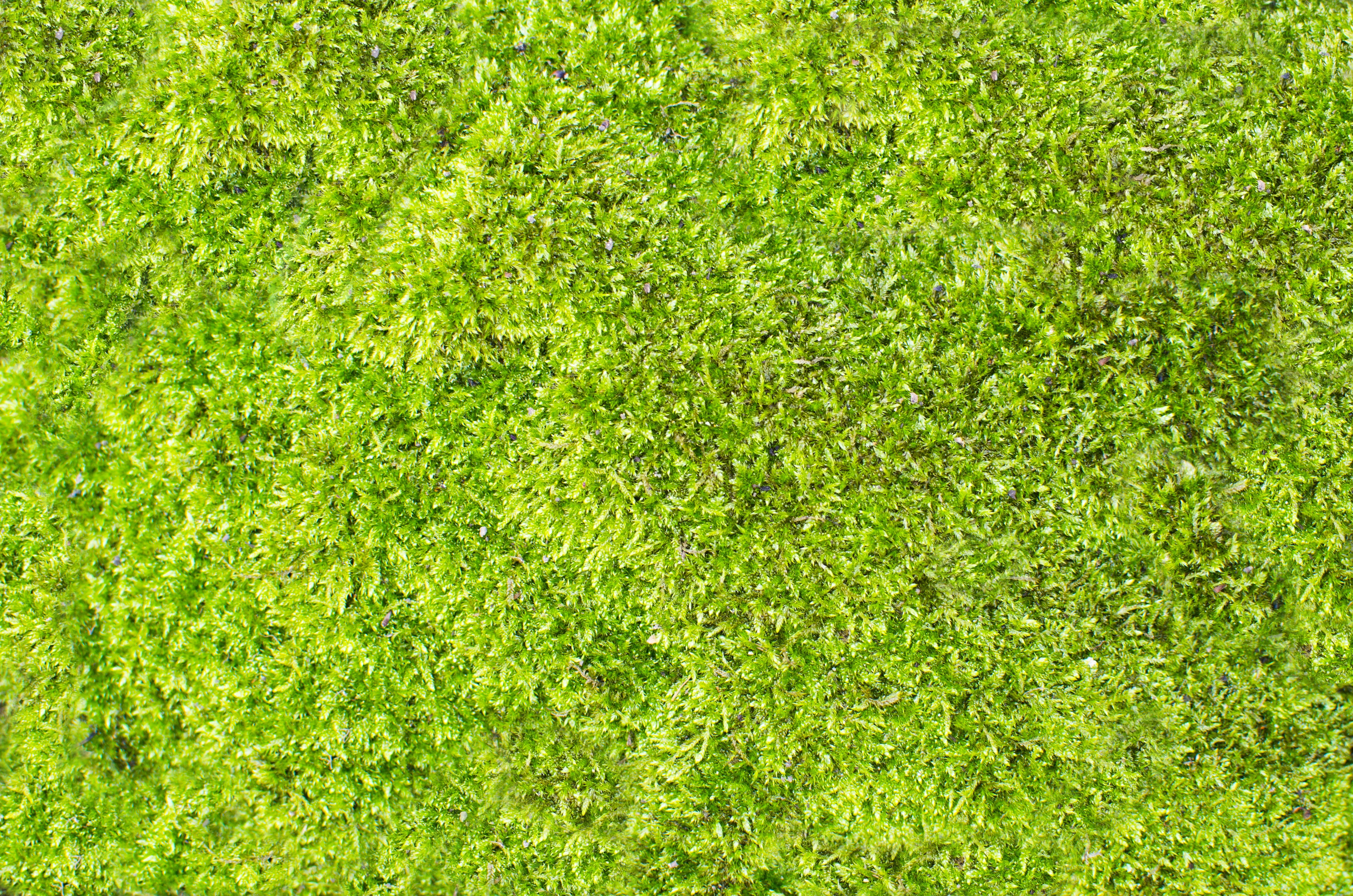 pozadí, abstraktní, nature, growth, sport, ​​fotbal, lawn, directly above, životě, textura, plant, no people, field, foliage, přírodě, vzor, day, full frame, HD Wallpaper