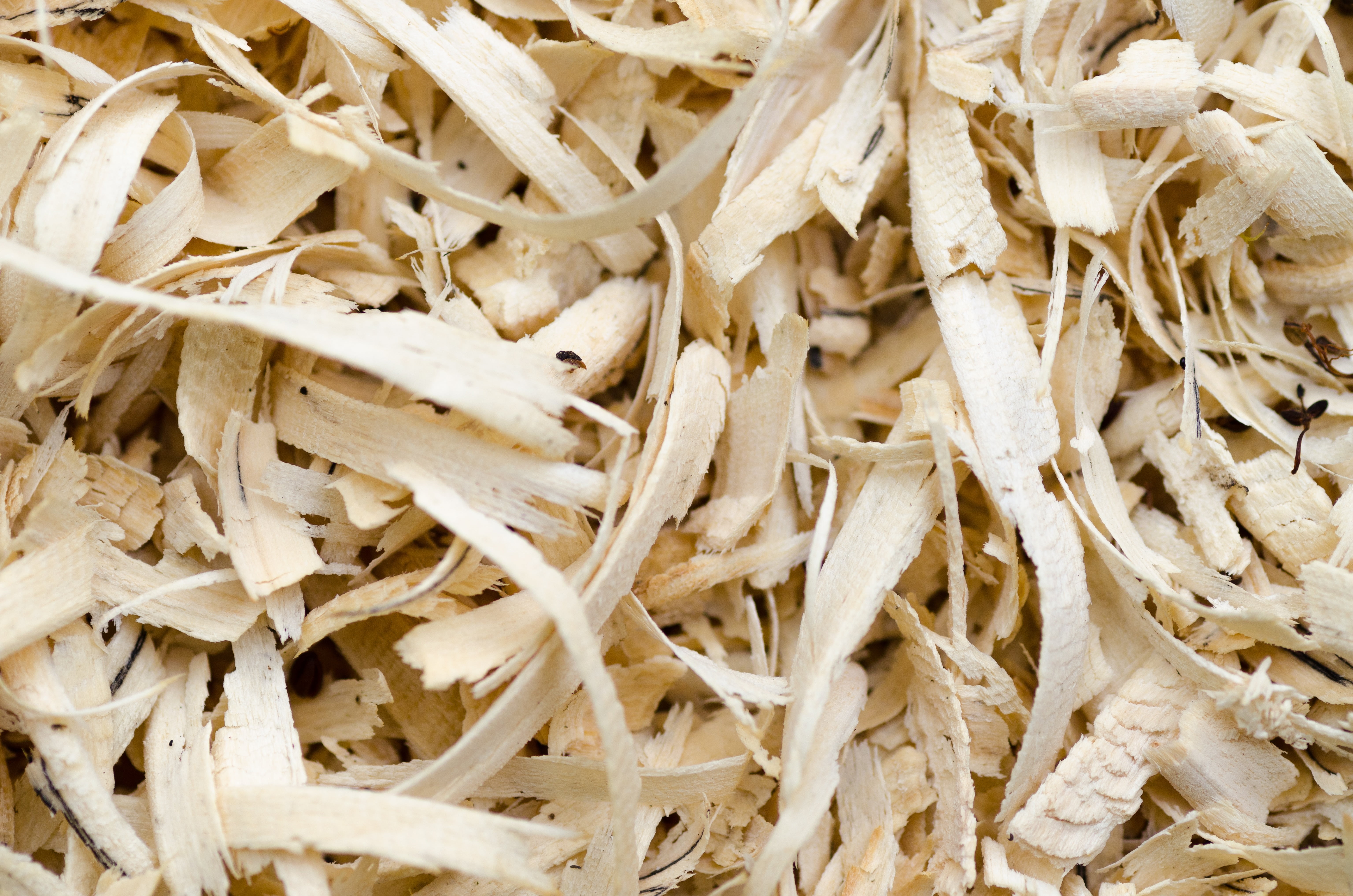 pattern, close-up, beige, grain, shavings, construction, shallow, backgrounds, abstract, wooden, natural, food, shredded, rough, brown, textured, backdrop, HD Wallpaper