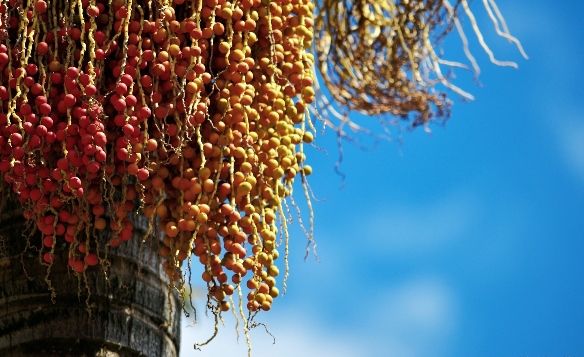 tree, arvore, focus on foreground, palmtree, healthy eating, palmeira, still life, low angle view, seed, food, fruit, Macro, day, sunlight, nature, plant, HD Wallpaper
