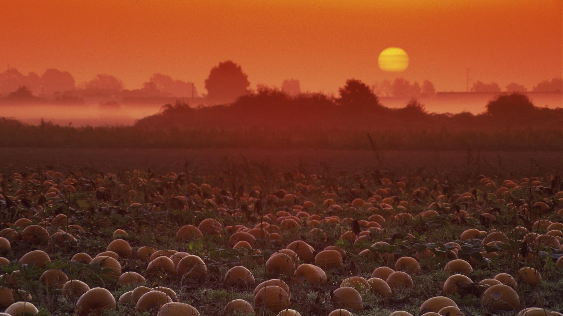 pumpkins, field, farm, 1080P, patch, sunrise, pumpkin, nature and landscapes, HD Wallpaper
